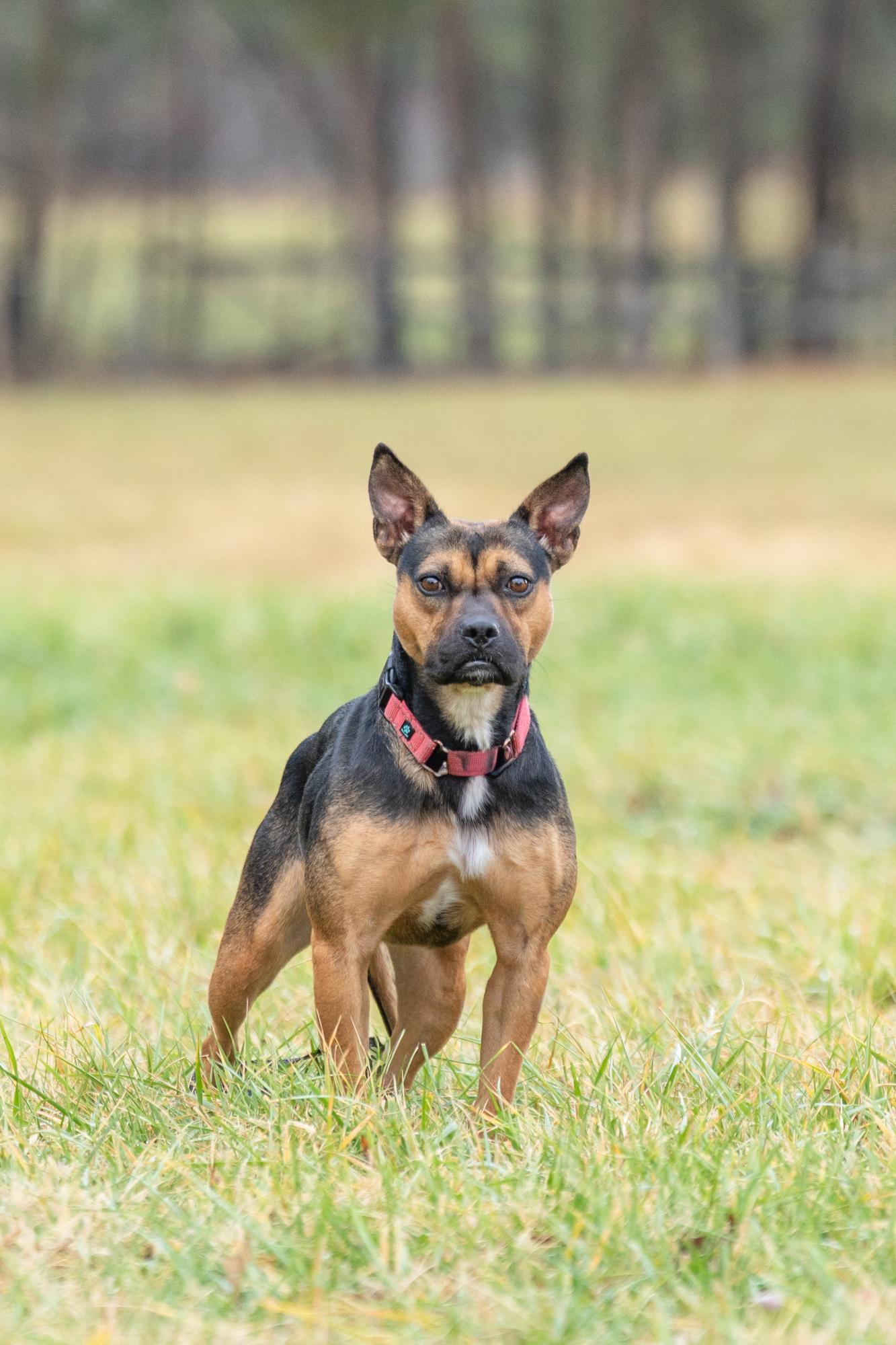 Darcy, a Adoptable mixed breed in Louisa, VA image 3/5