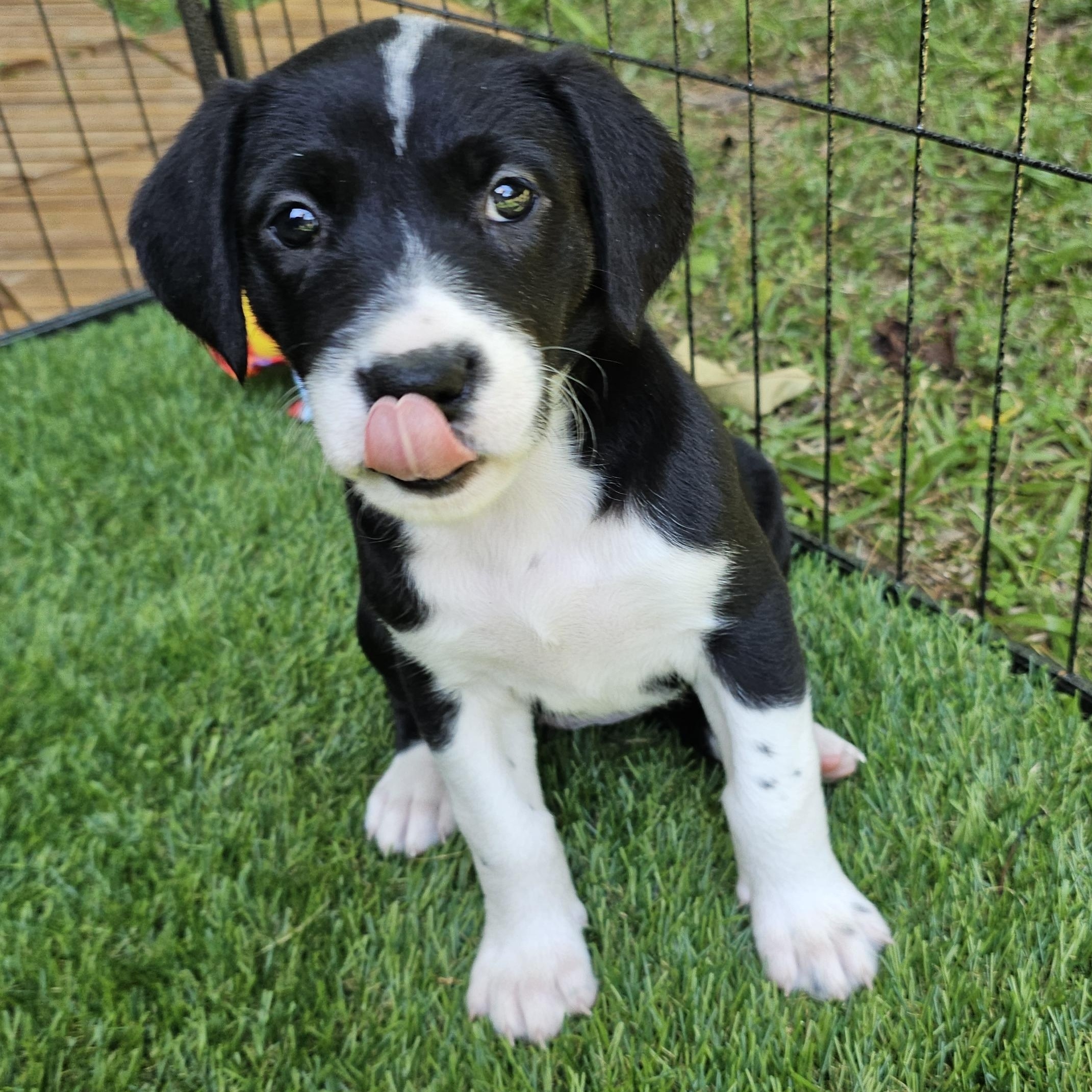 Enlarge Lunette, an adopted mixed breed in Atlanta, GA image 1/1
