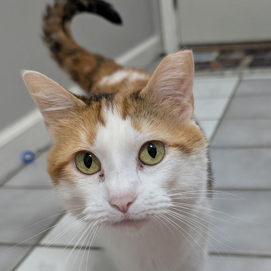 Enlarge Lady, a Adoptable Calico in Crestwood, MO image 6/6