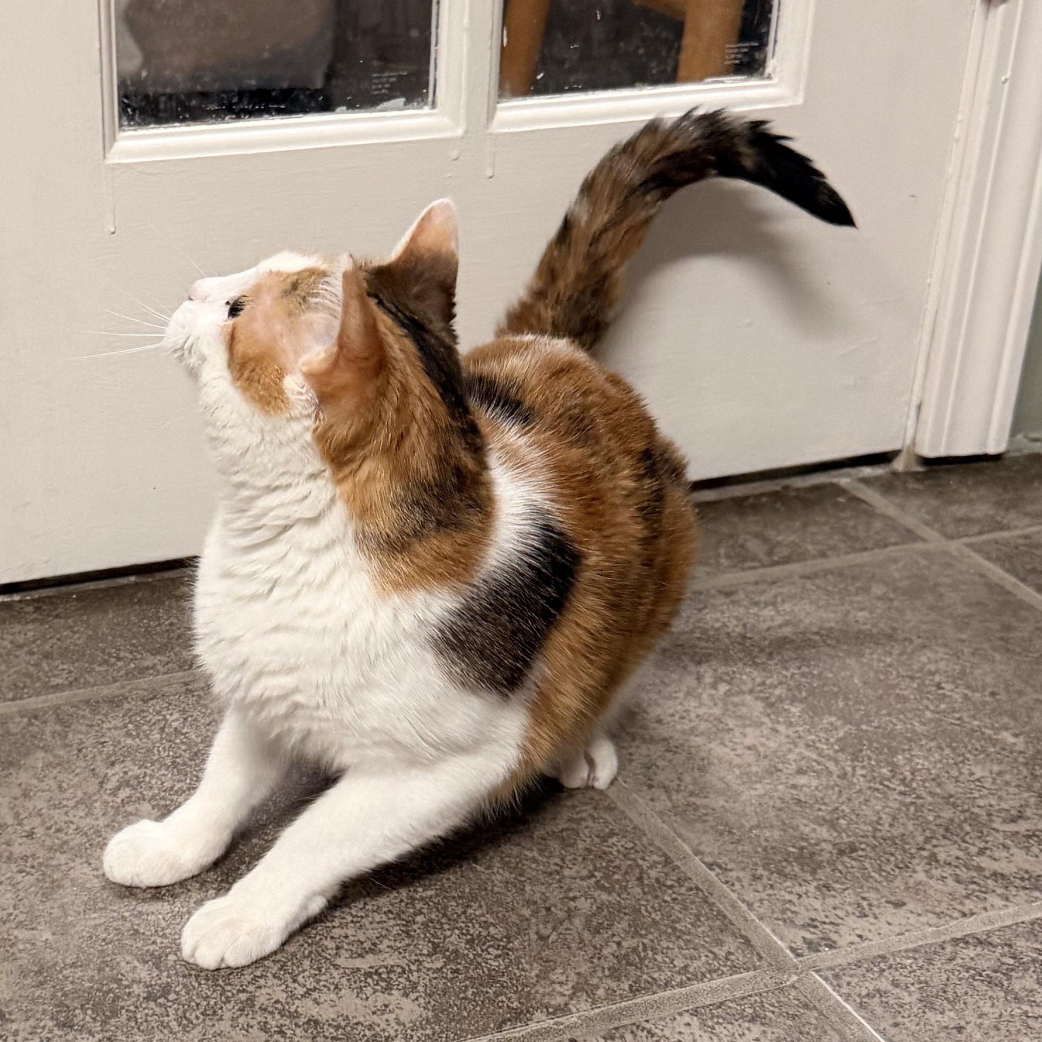 Enlarge Lady, a Adoptable Calico in Crestwood, MO image 3/6