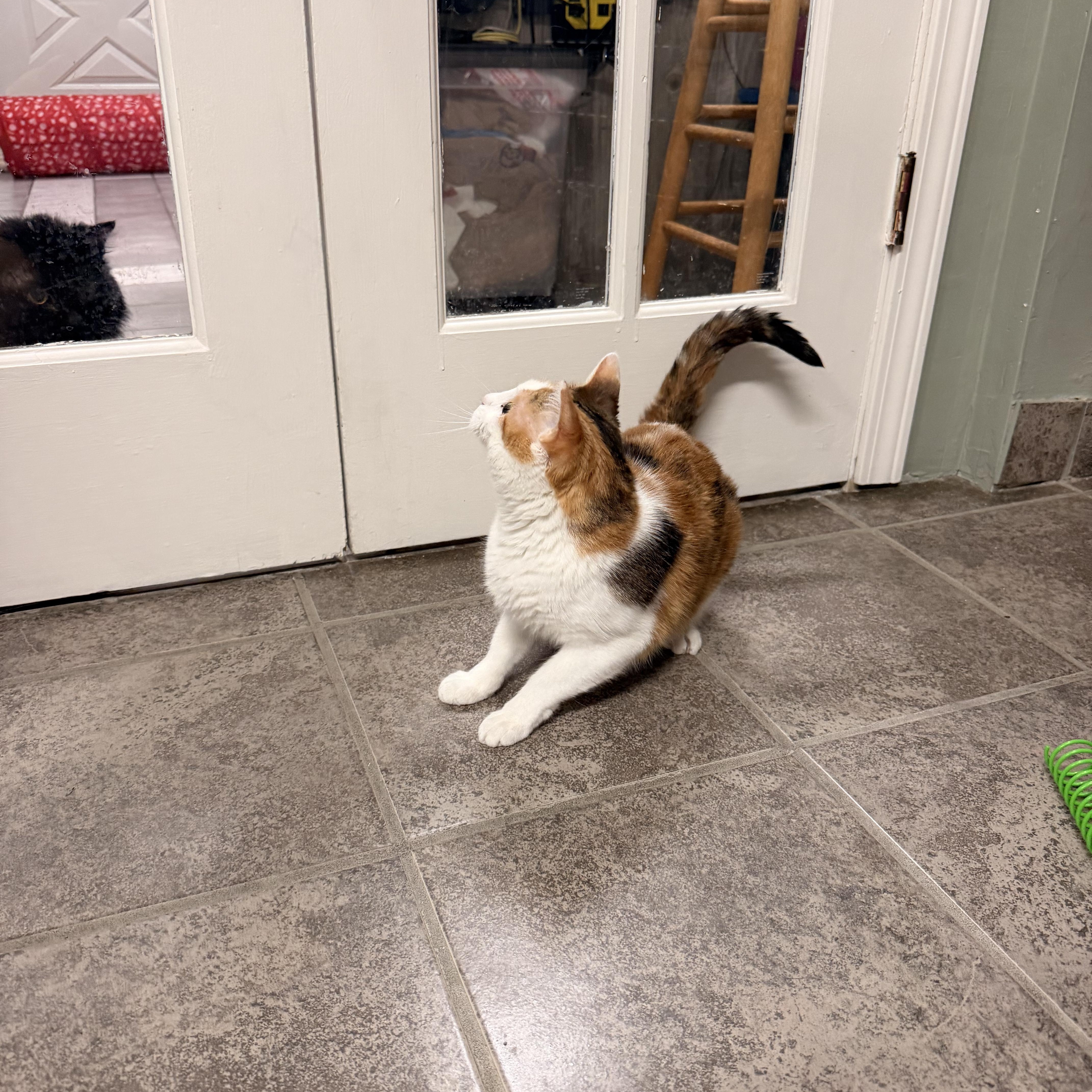 Lady, a ADOPTABLE Calico in Crestwood, MO image 6/6