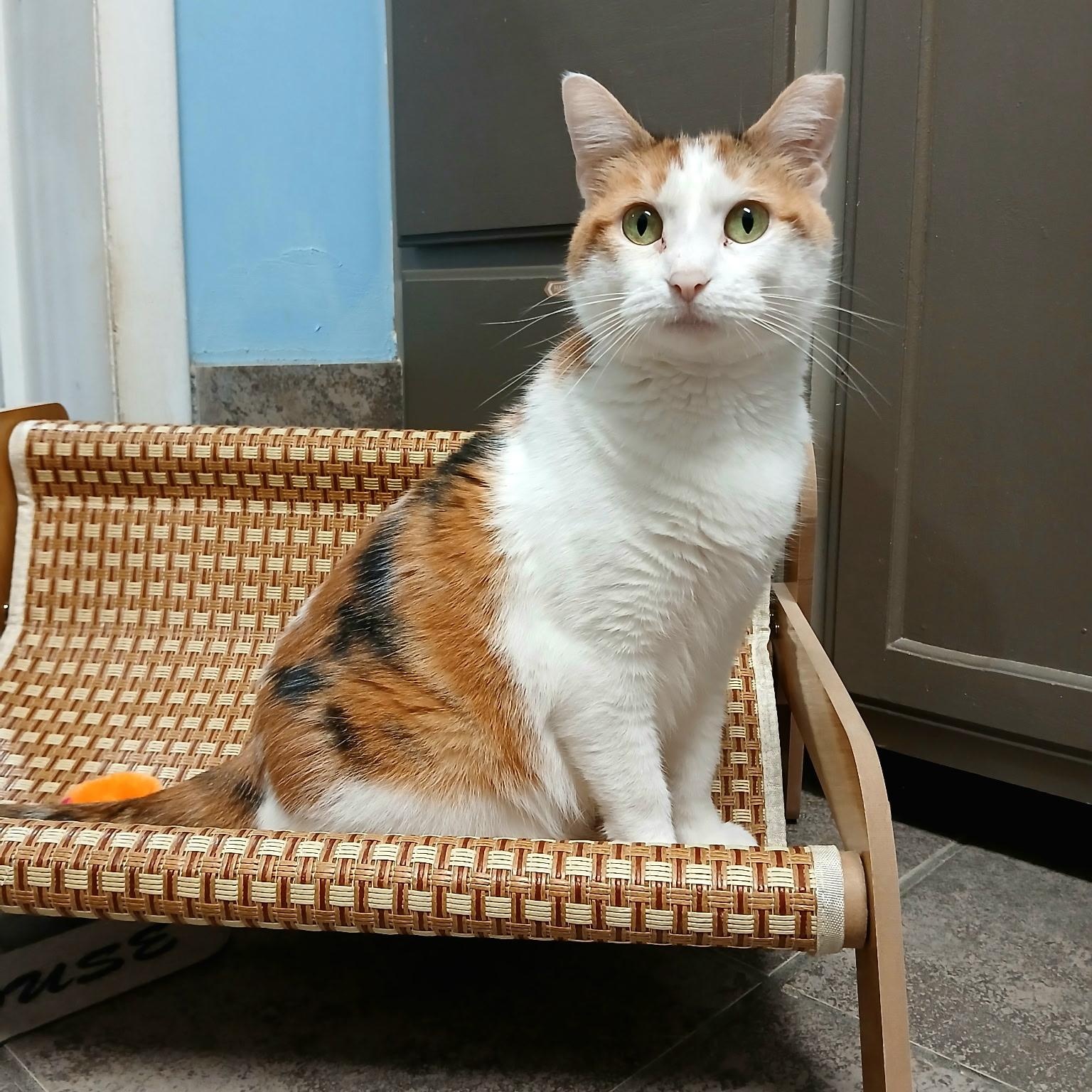 Lady, a ADOPTABLE Calico in Crestwood, MO image 2/6