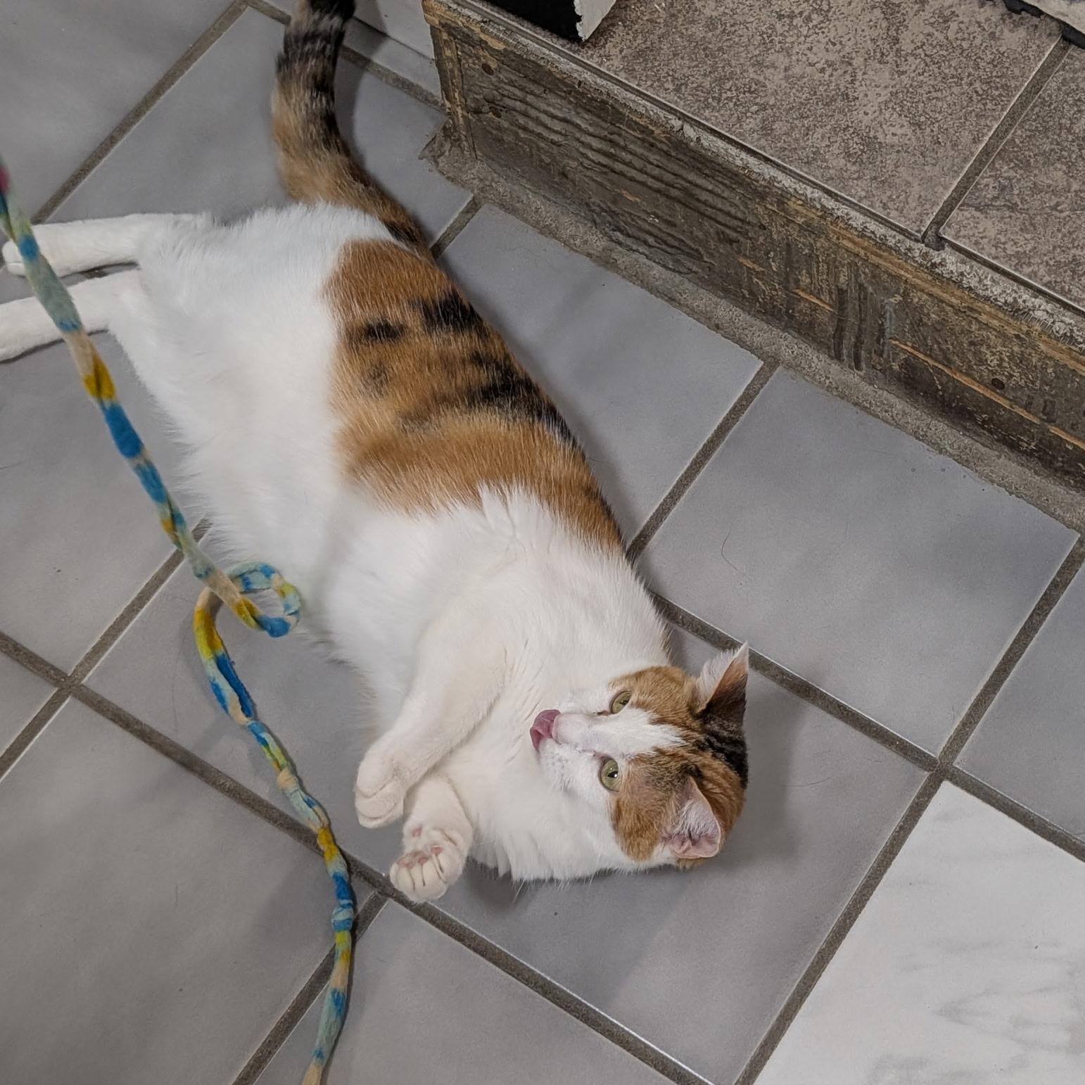 Enlarge Lady, a Adoptable Calico in Crestwood, MO image 5/6