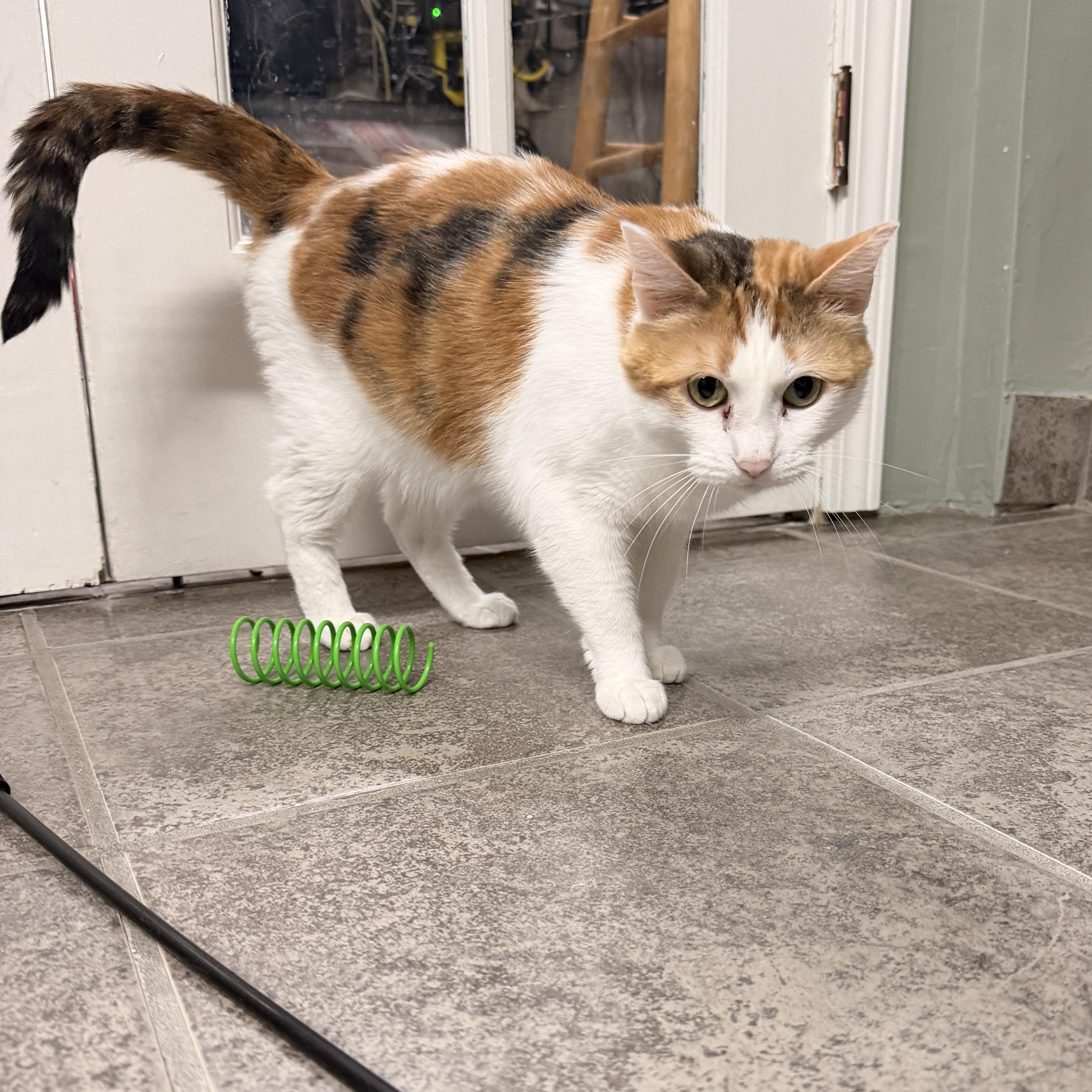 Lady, a ADOPTABLE Calico in Crestwood, MO image 3/6