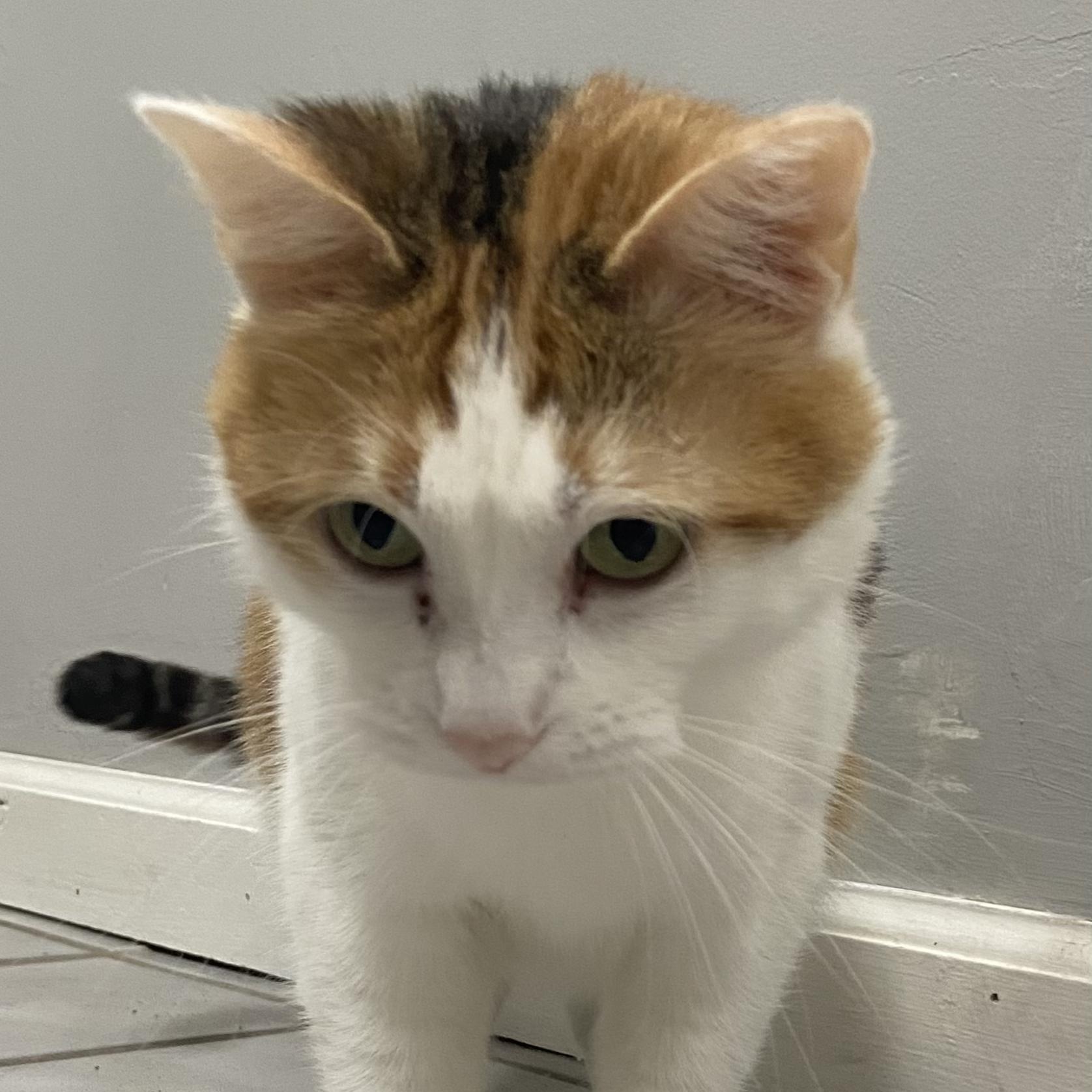 Lady, a ADOPTABLE Calico in Crestwood, MO image 5/6