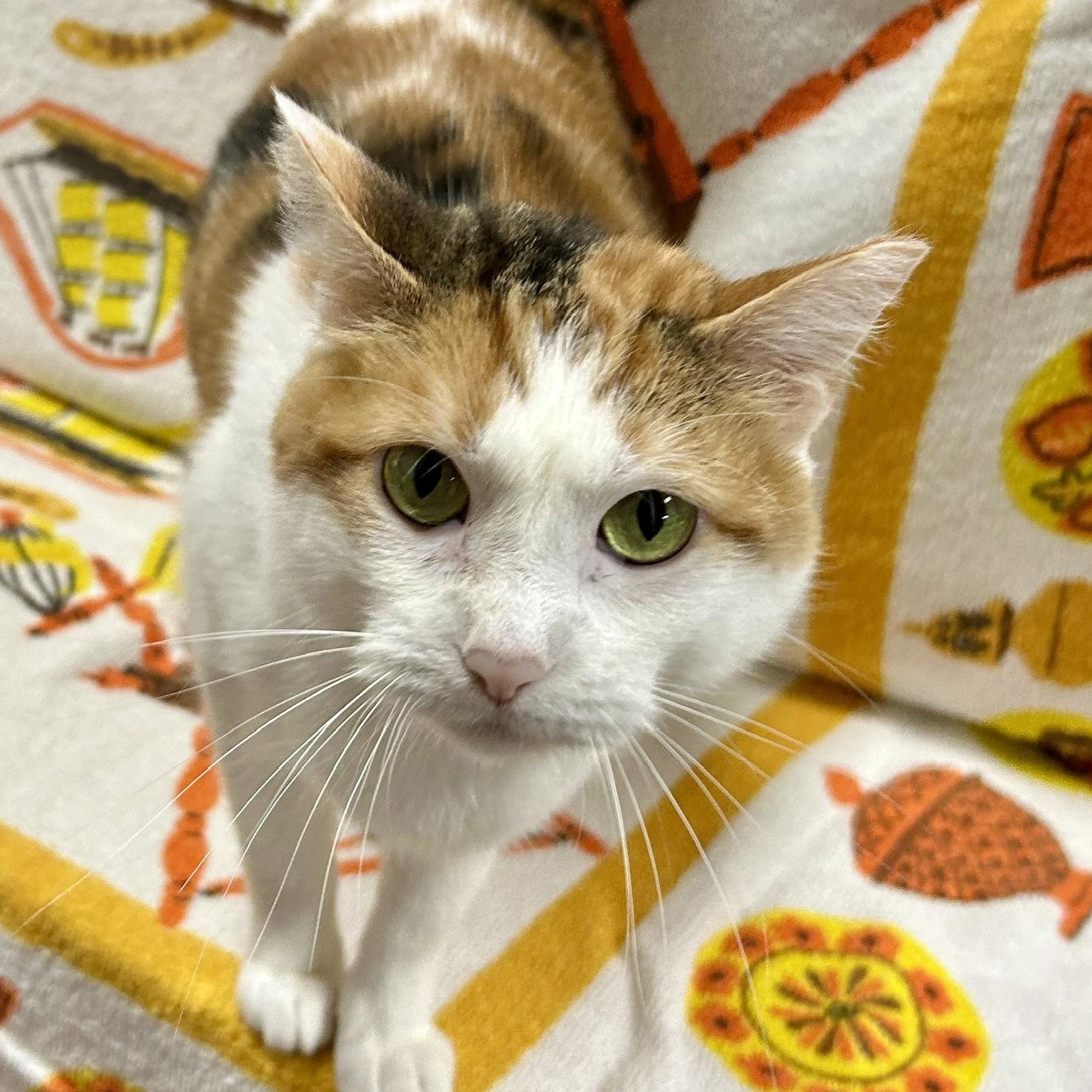 Lady, ADOPTABLE, Young Female Calico.
