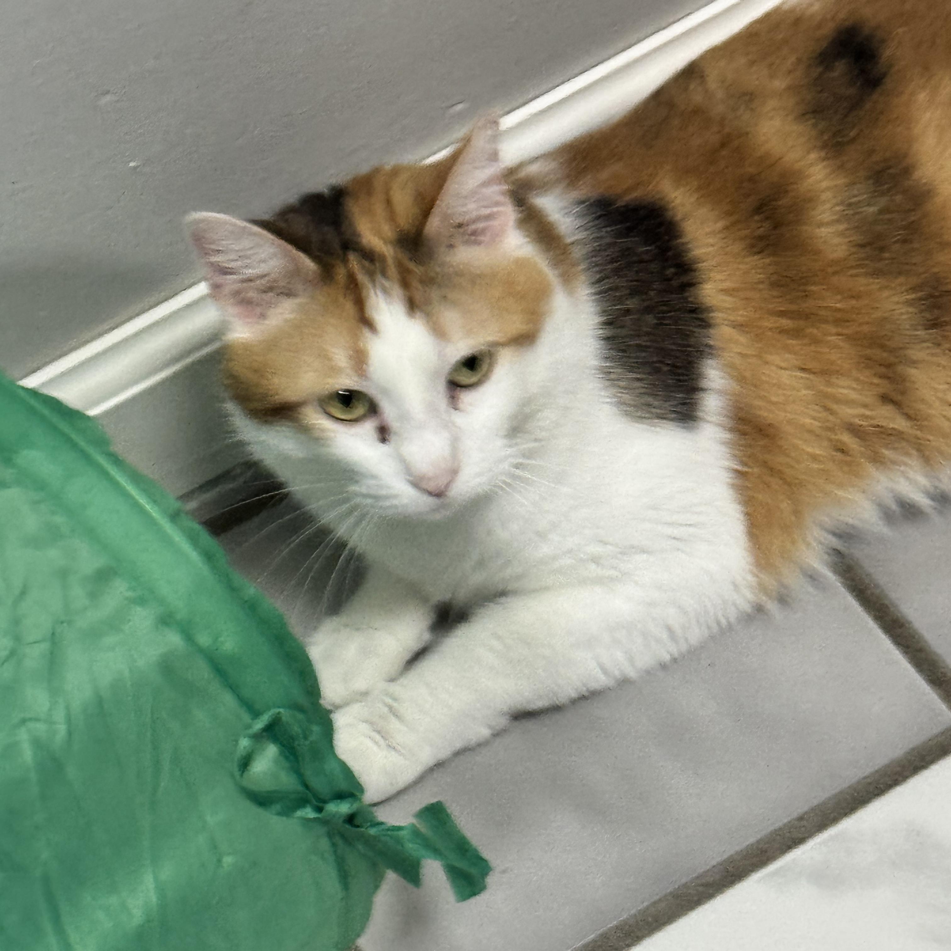 Lady, a ADOPTABLE Calico in Crestwood, MO image 4/6