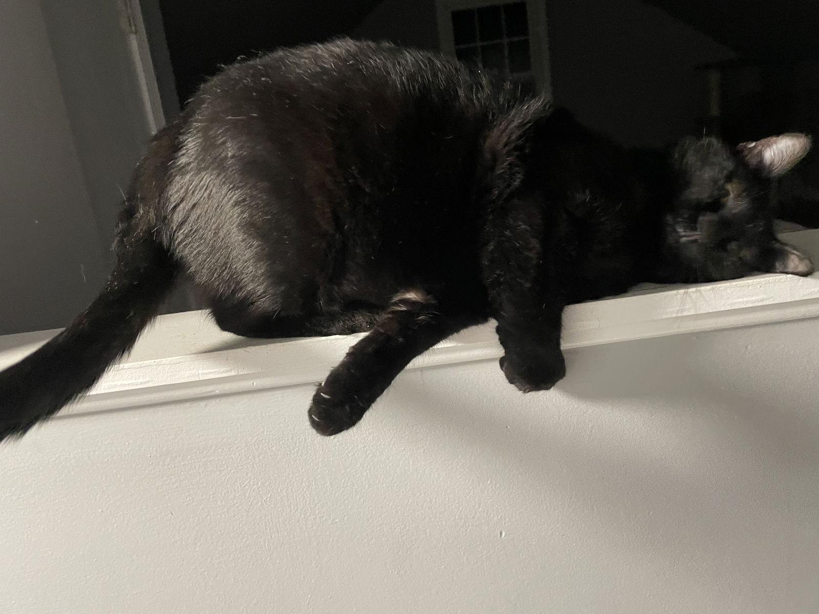 Steve, Adoptable, Adult Male Domestic Short Hair & Domestic Short Hair.