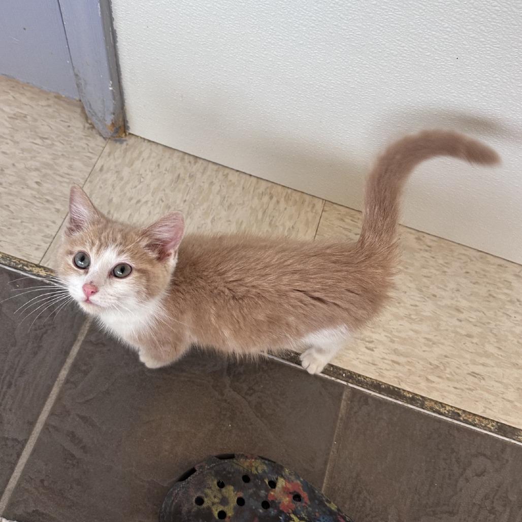 Tiger, Adoptable, Kitten Female Domestic Short Hair.