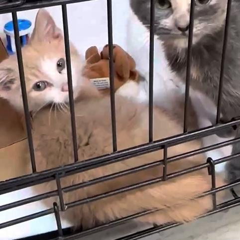 Tiger, Adoptable, Kitten Female Domestic Short Hair.