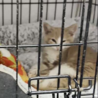 Tiger, a Adoptable Domestic Short Hair in Branson, MO image 2/2