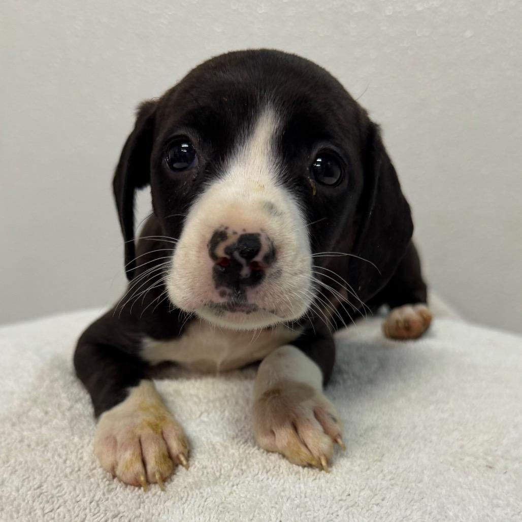 Bonnie, a Adoptable mixed breed in West Chester, PA image 1/3