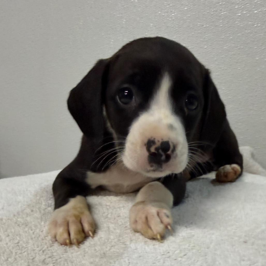 Bonnie, a Adoptable mixed breed in West Chester, PA image 2/3