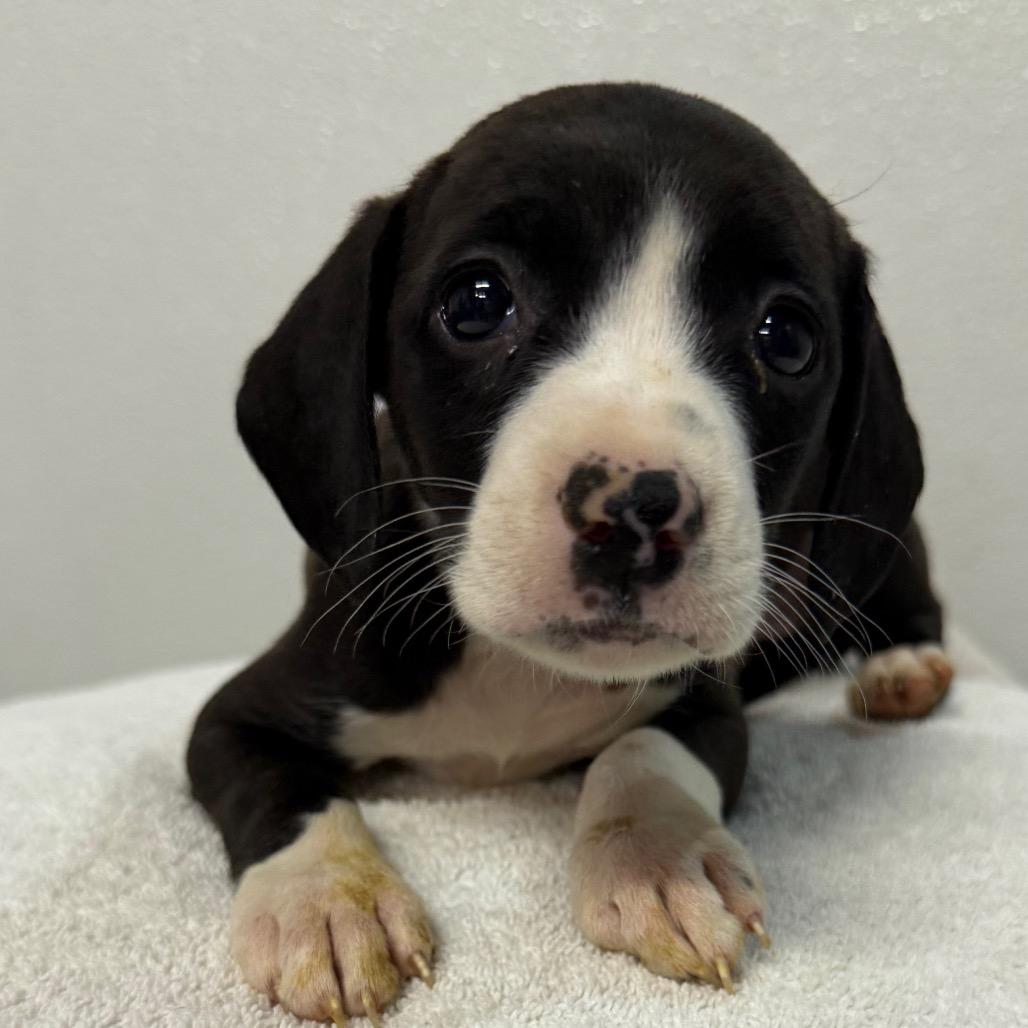 Bonnie, a Adoptable mixed breed in West Chester, PA image 3/3