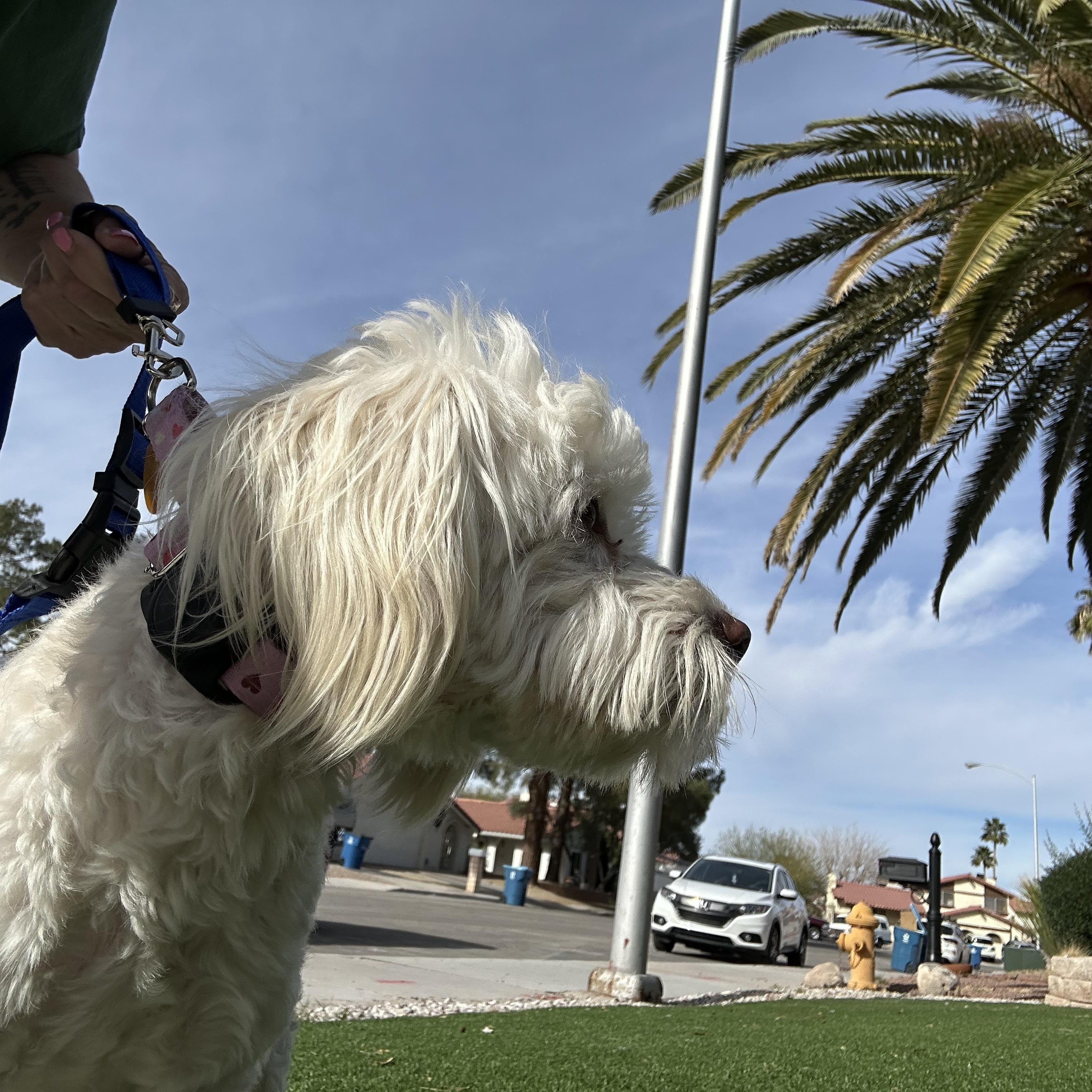 Enlarge Frankie, a ADOPTABLE Lhasa Apso in Las Vegas, NV image 3/3