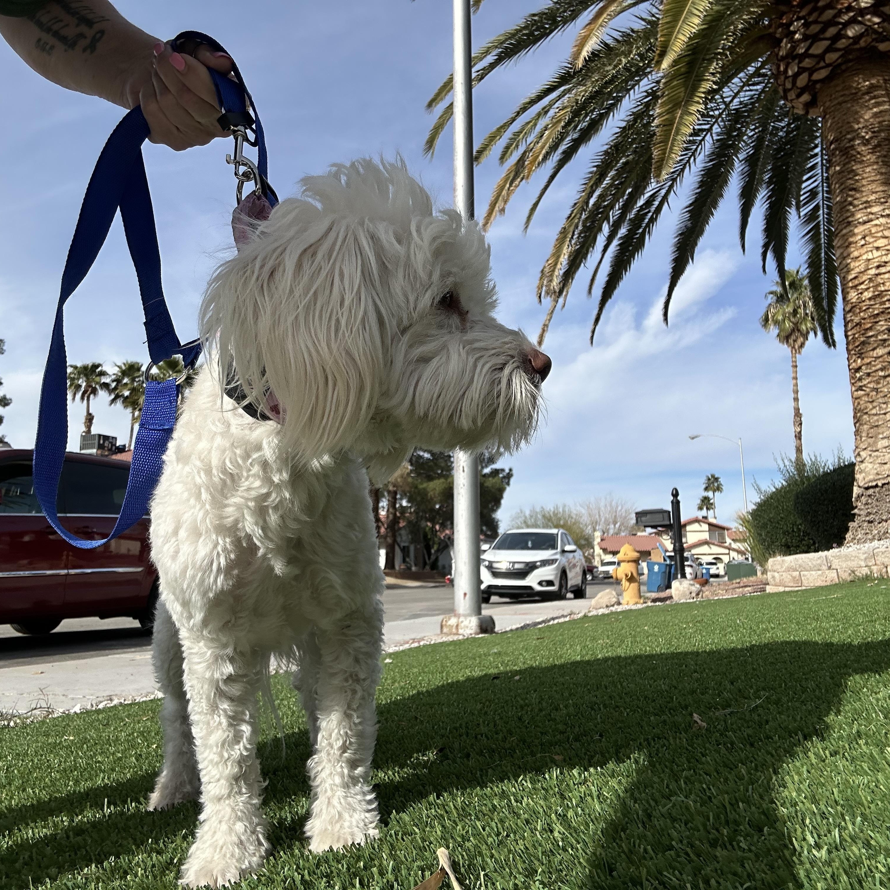 Enlarge Frankie, a ADOPTABLE Lhasa Apso in Las Vegas, NV image 1/3