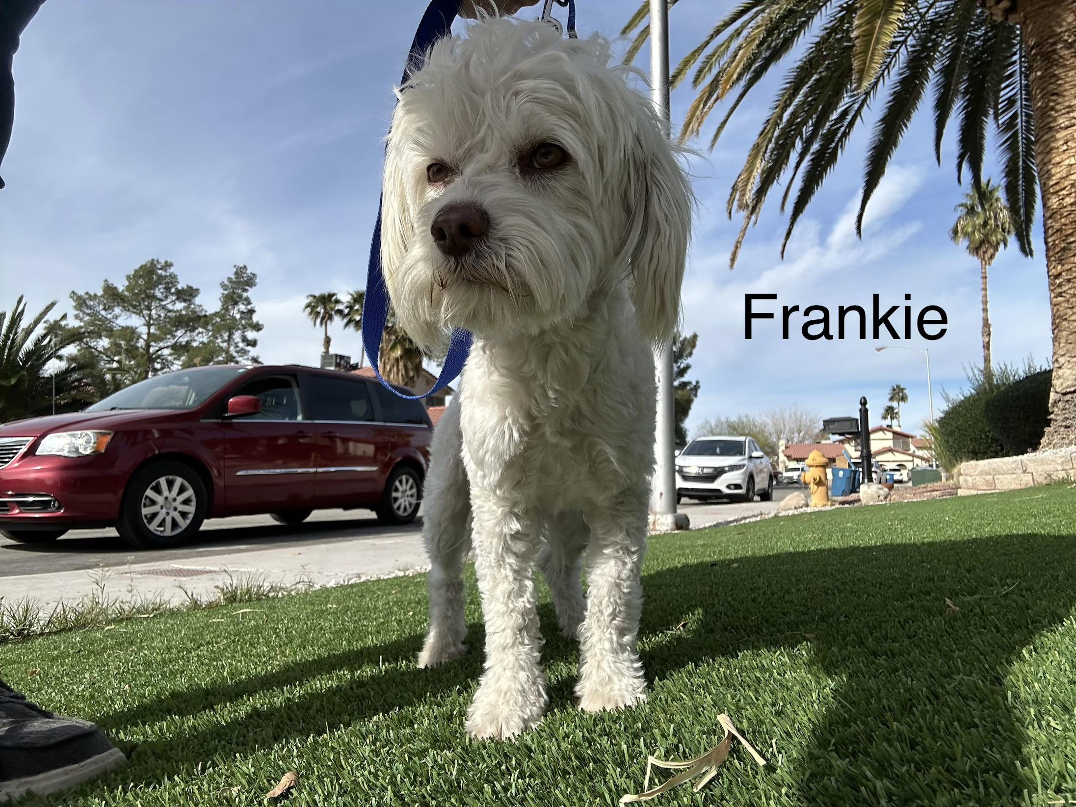 Enlarge Frankie, a ADOPTABLE Lhasa Apso in Las Vegas, NV image 2/3