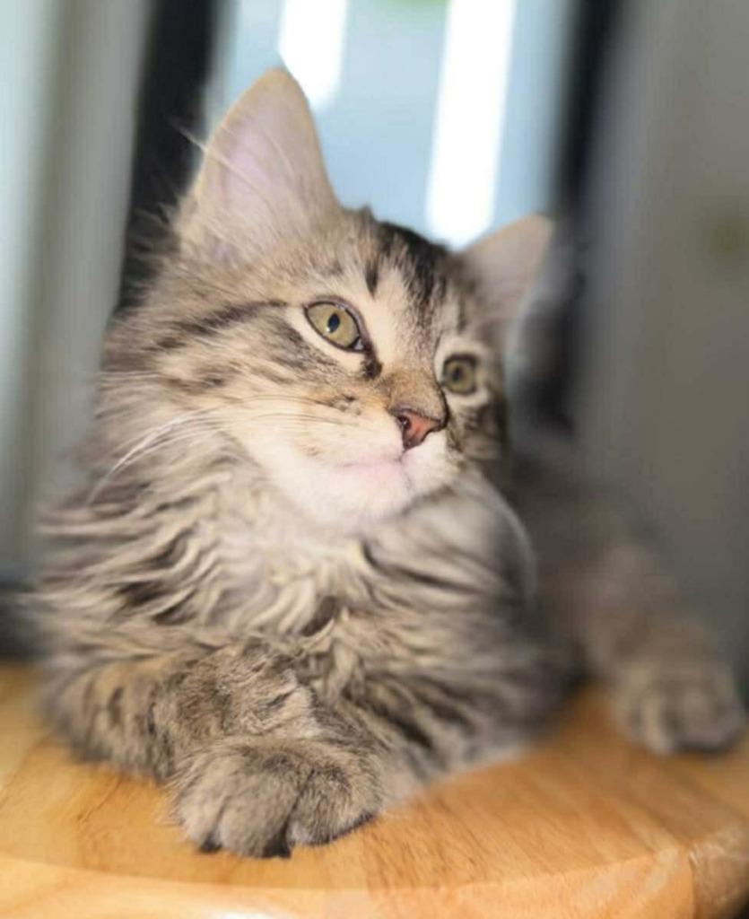 Wall-E ., Adopted, Kitten Male Maine Coon.