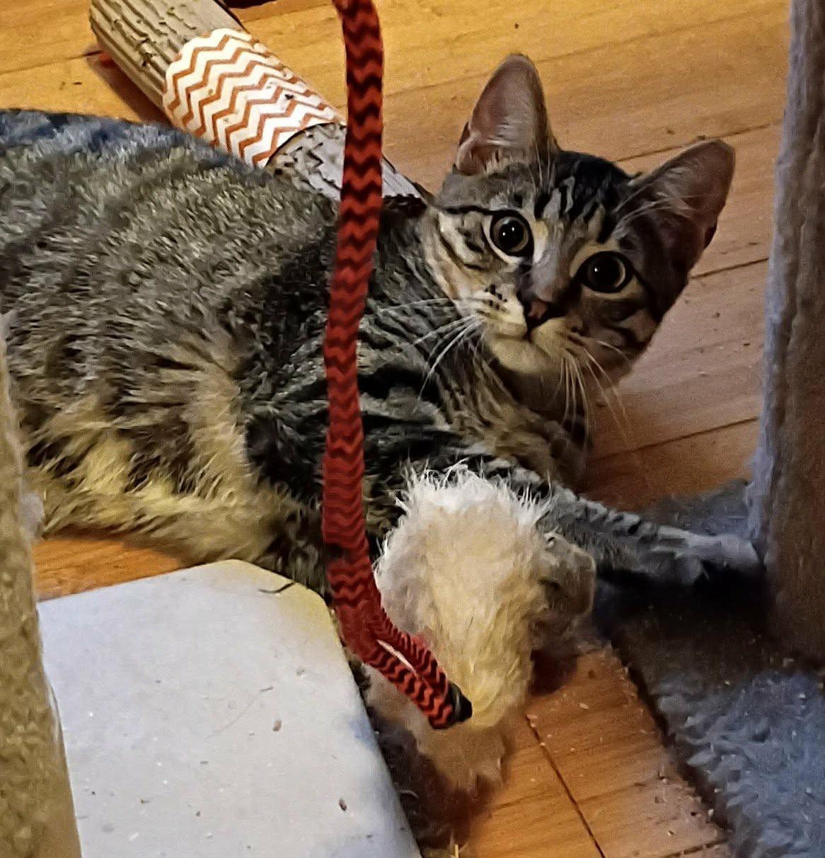 Enlarge Bam Bam, a Adoptable Tabby in North Berwick, ME image 2/3