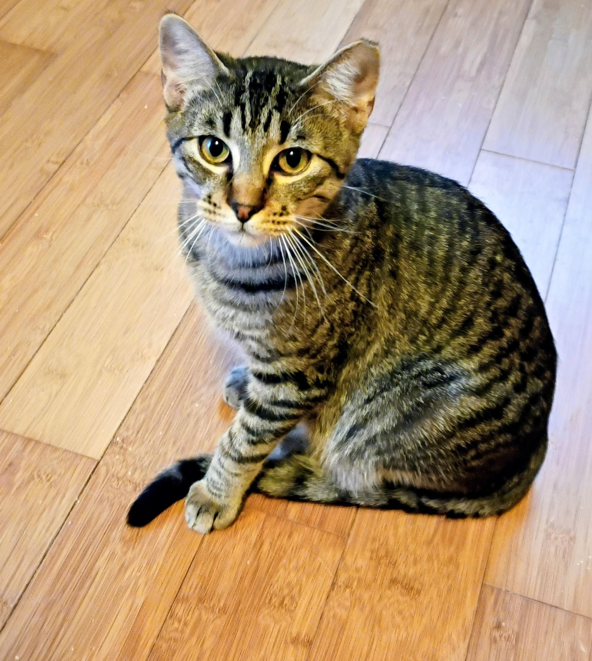 Bam Bam, Adoptable, Kitten Male Tabby.