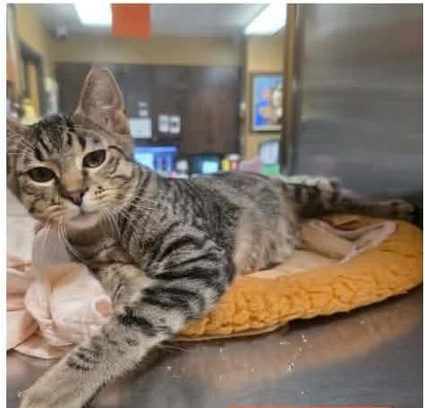 Bam Bam, Adoptable, Kitten Male Tabby.