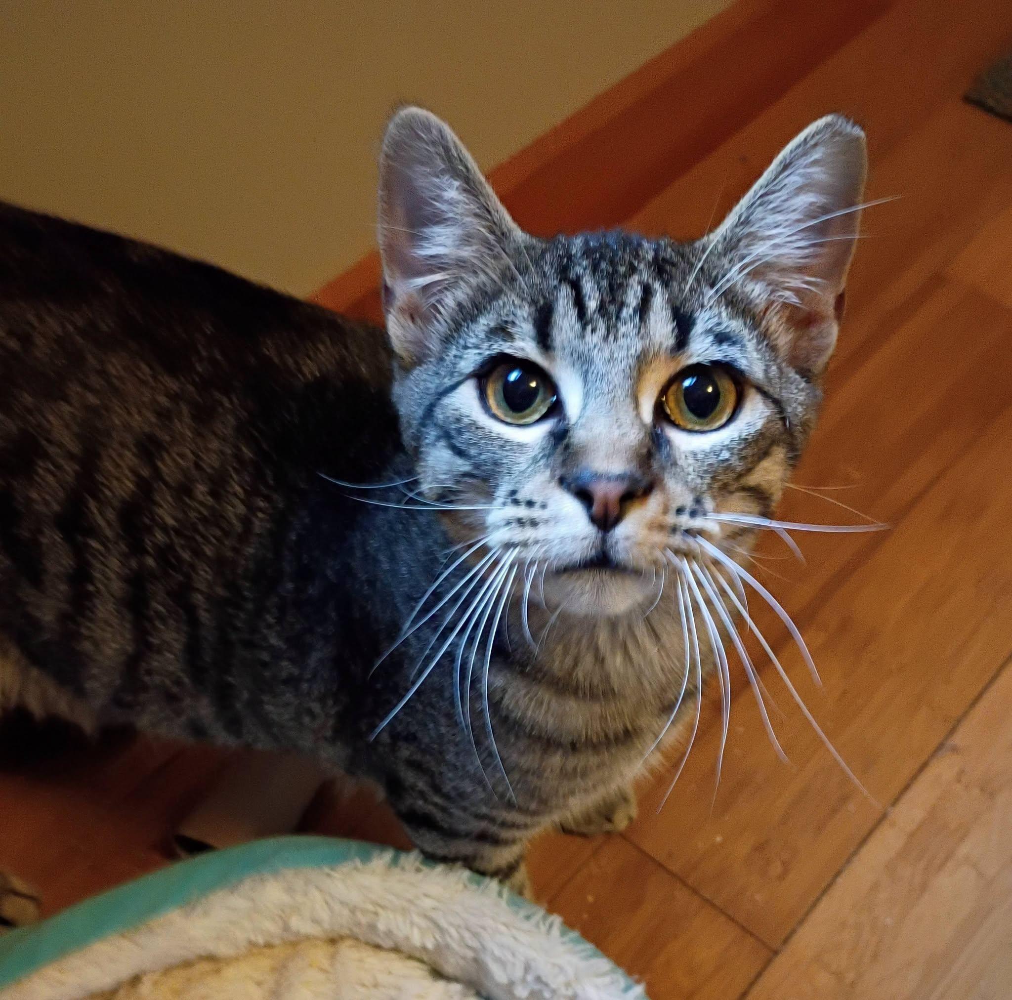 Enlarge Bam Bam, a Adoptable Tabby in North Berwick, ME image 1/3