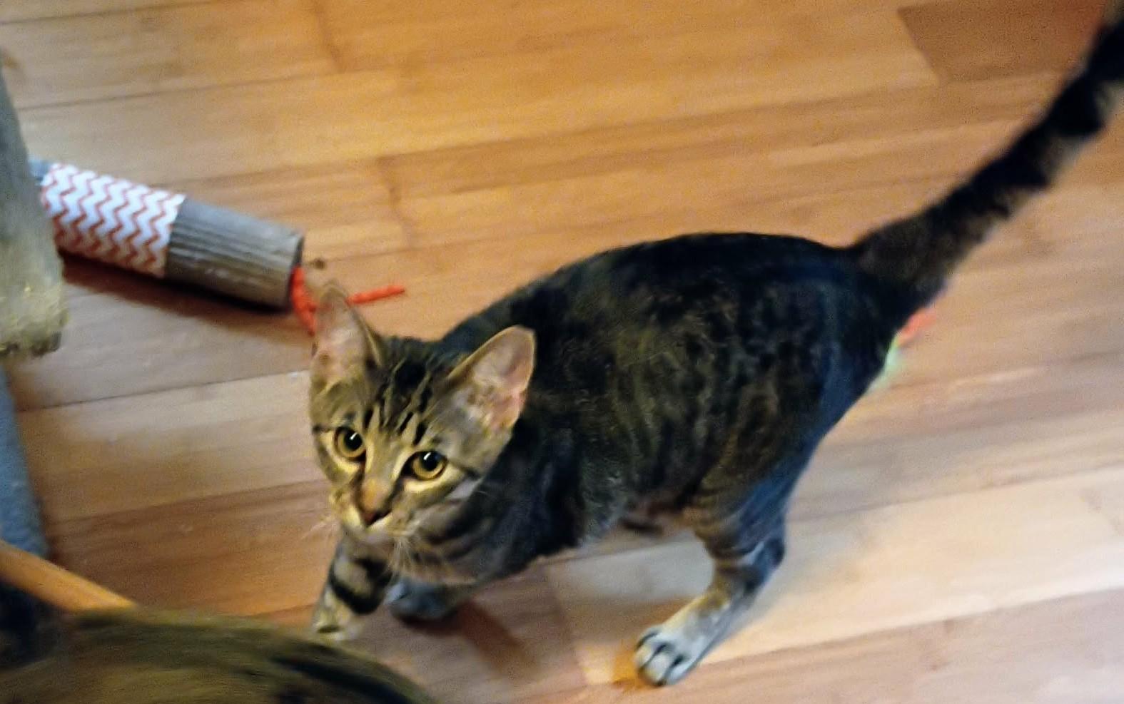 Enlarge Bam Bam, a Adoptable Tabby in North Berwick, ME image 2/2