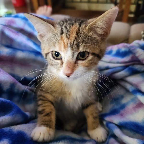 Stephie and Renee, a Adoptable Domestic Short Hair in Great Mills, MD image 2/2