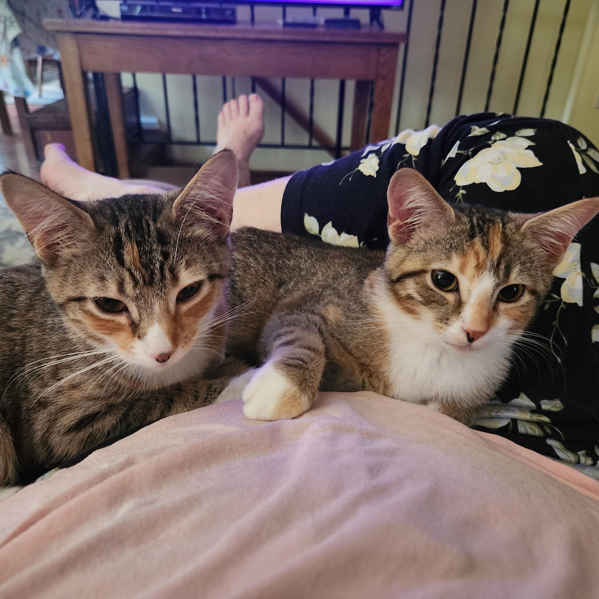 Stephie and Renee, a Adoptable Domestic Short Hair in Great Mills, MD image 1/2