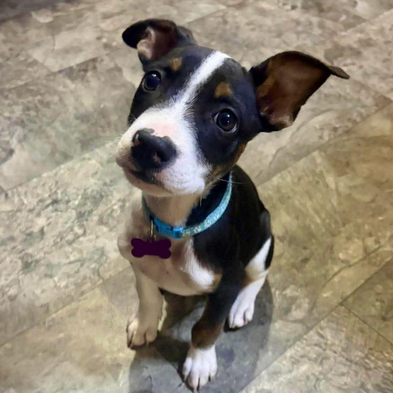 Jax Walter, a Adoptable Boston Terrier in Mebane, NC image 1/3