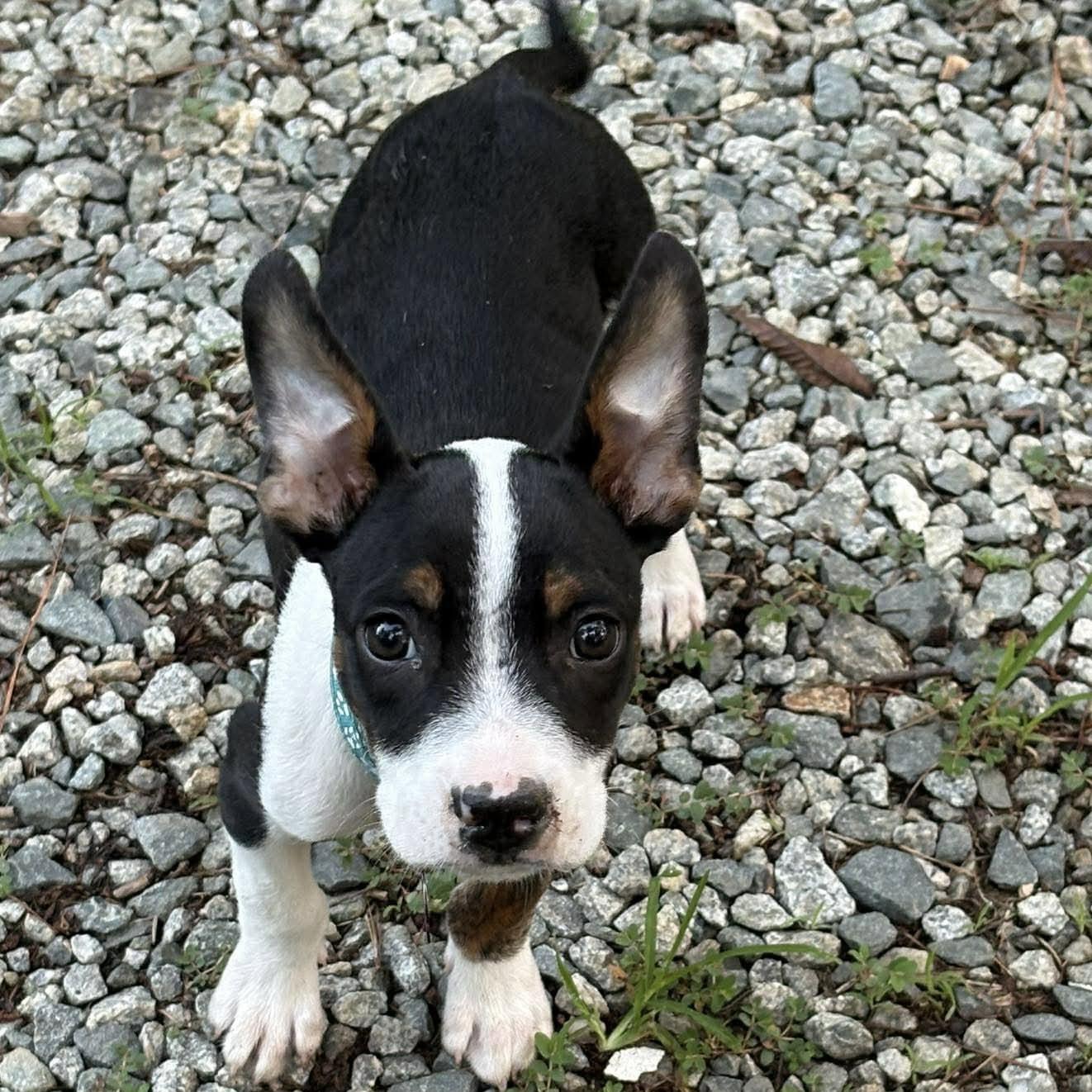 Jax Walter, a Adoptable Boston Terrier in Mebane, NC image 2/3