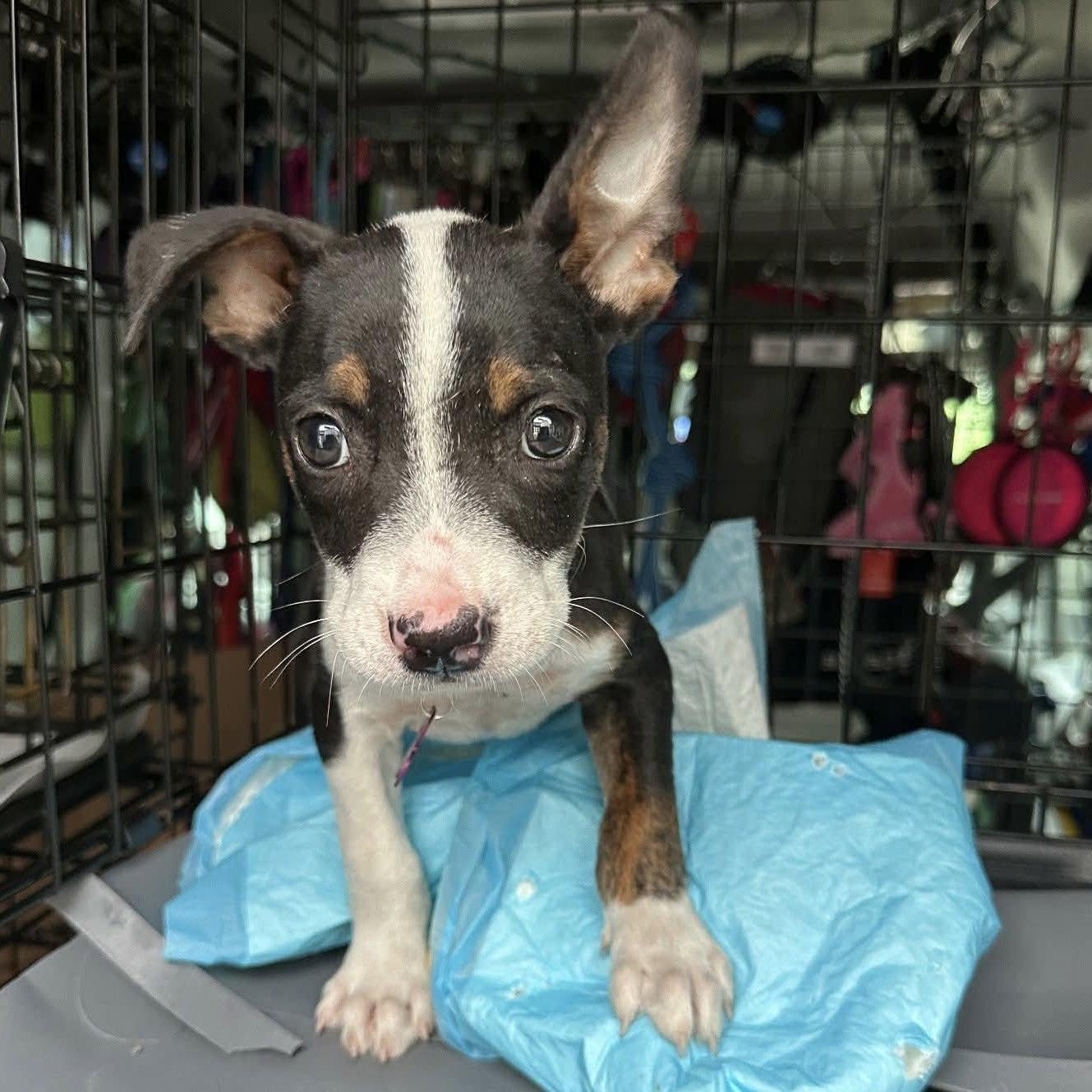 Jax Walter, a Adoptable Boston Terrier in Mebane, NC image 3/3