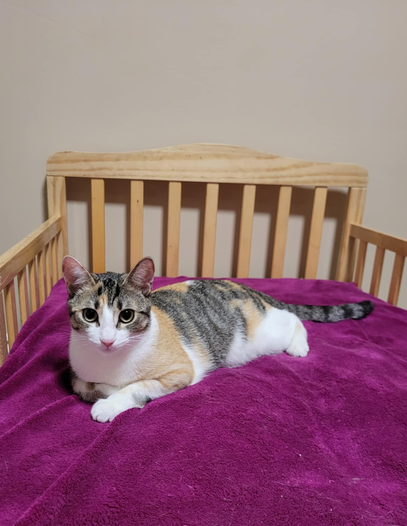 Cleocatra
