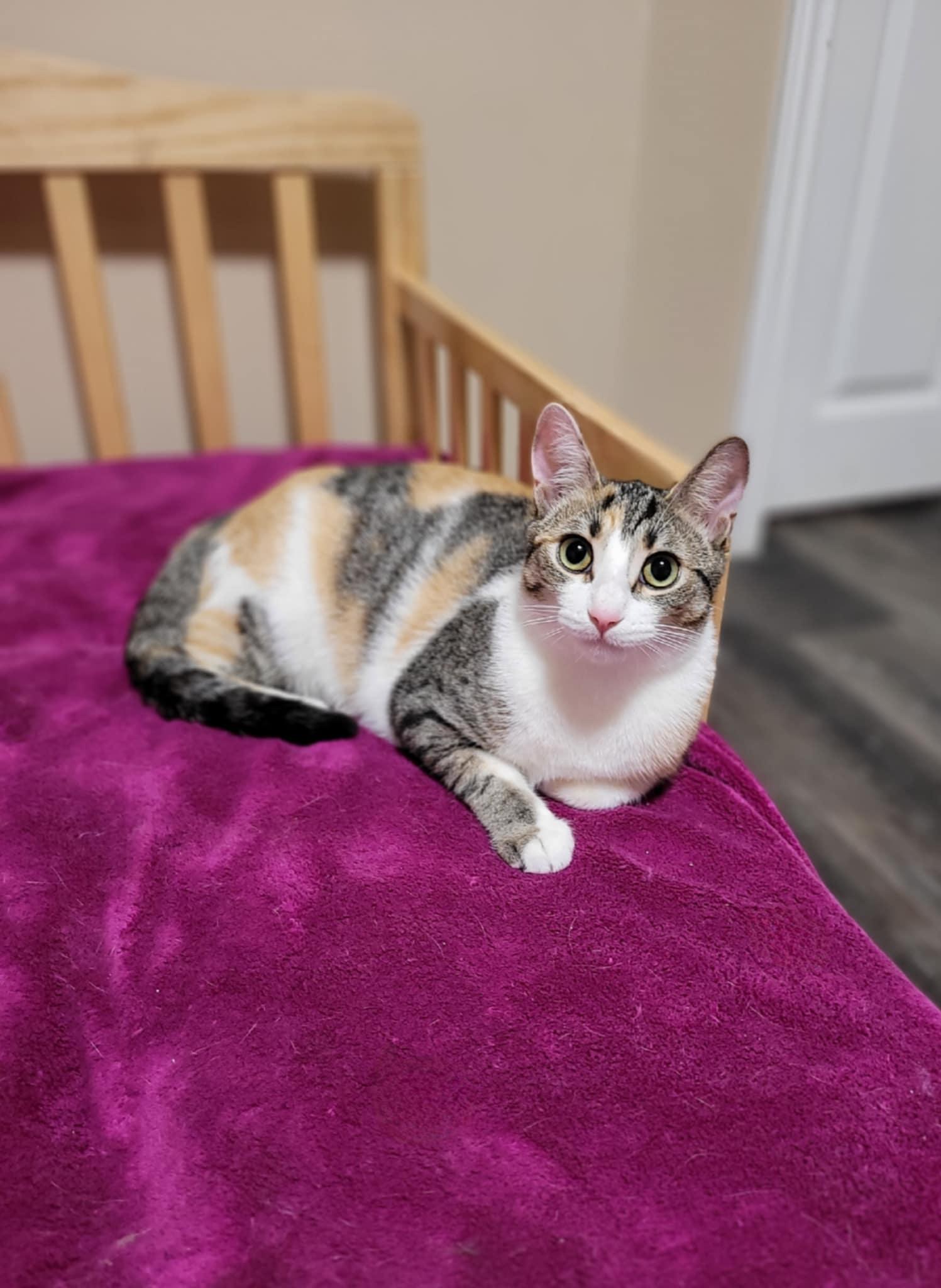 Cleocatra photo 2