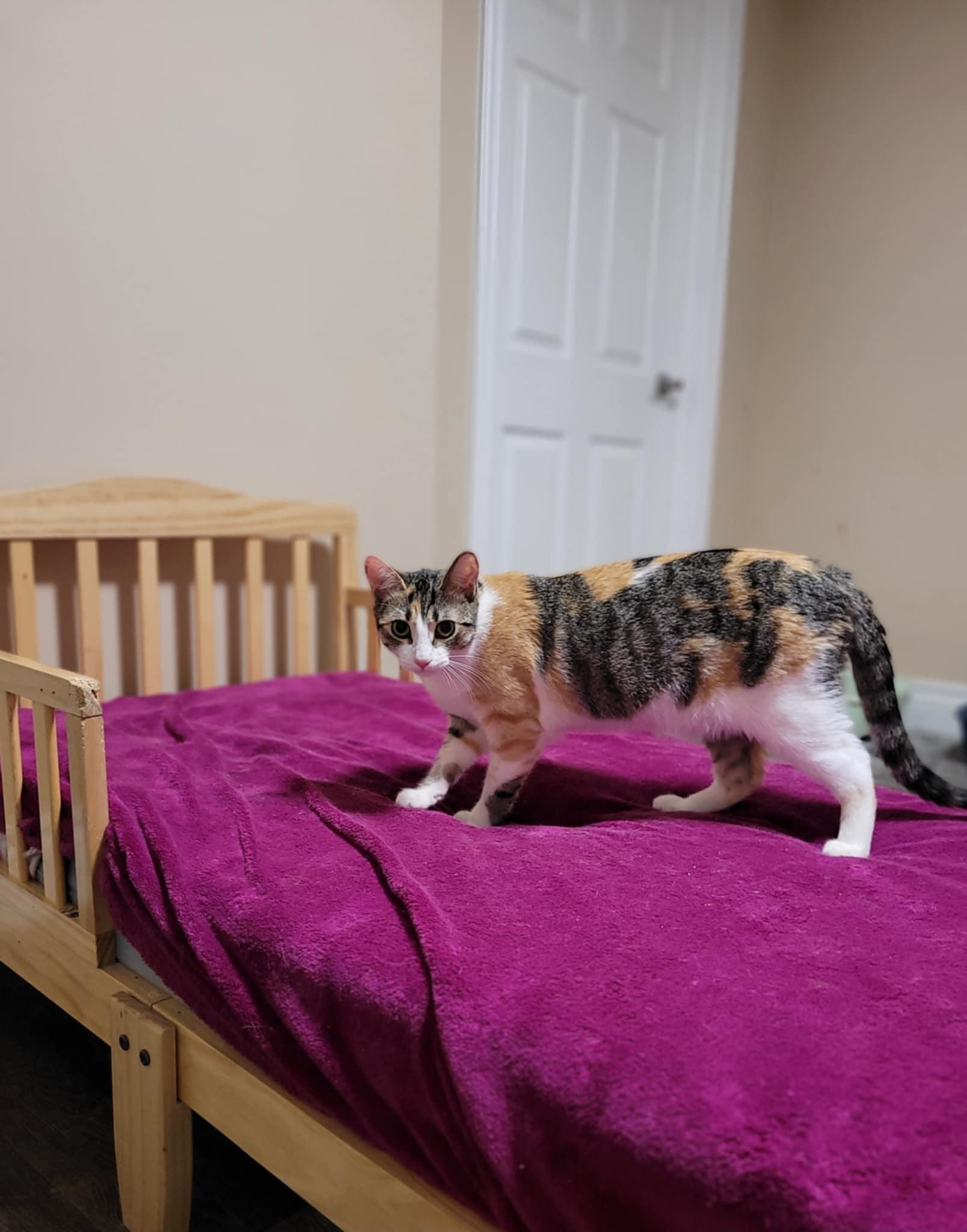 Cleocatra photo 4