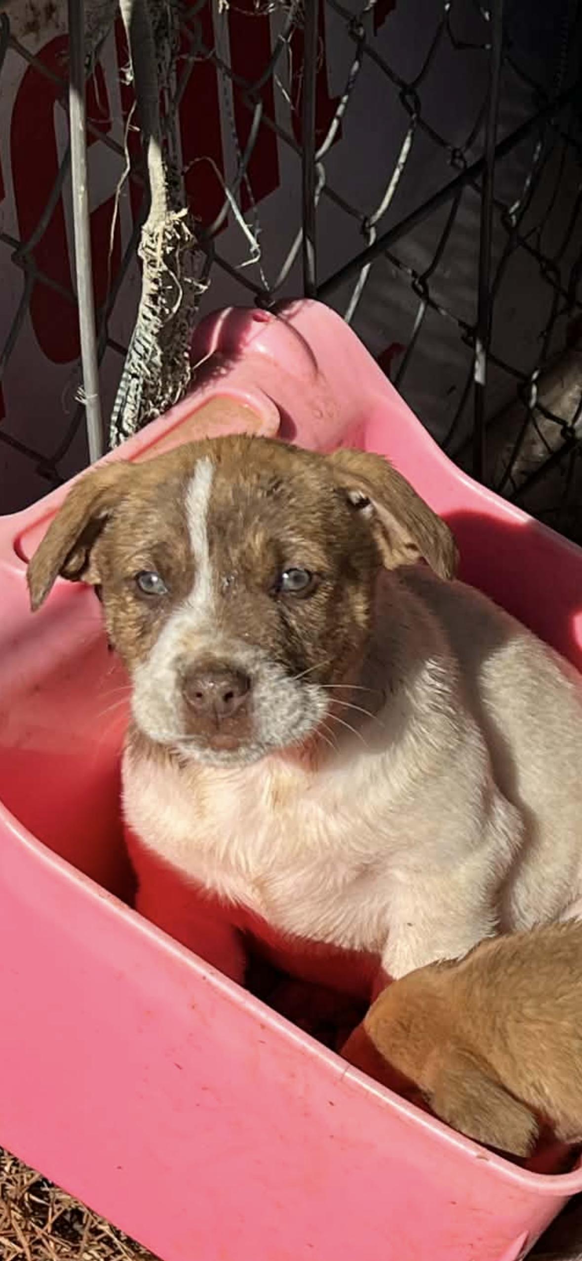 Enlarge Rene , a ADOPTABLE mixed breed in Whiting, NJ image 1/2