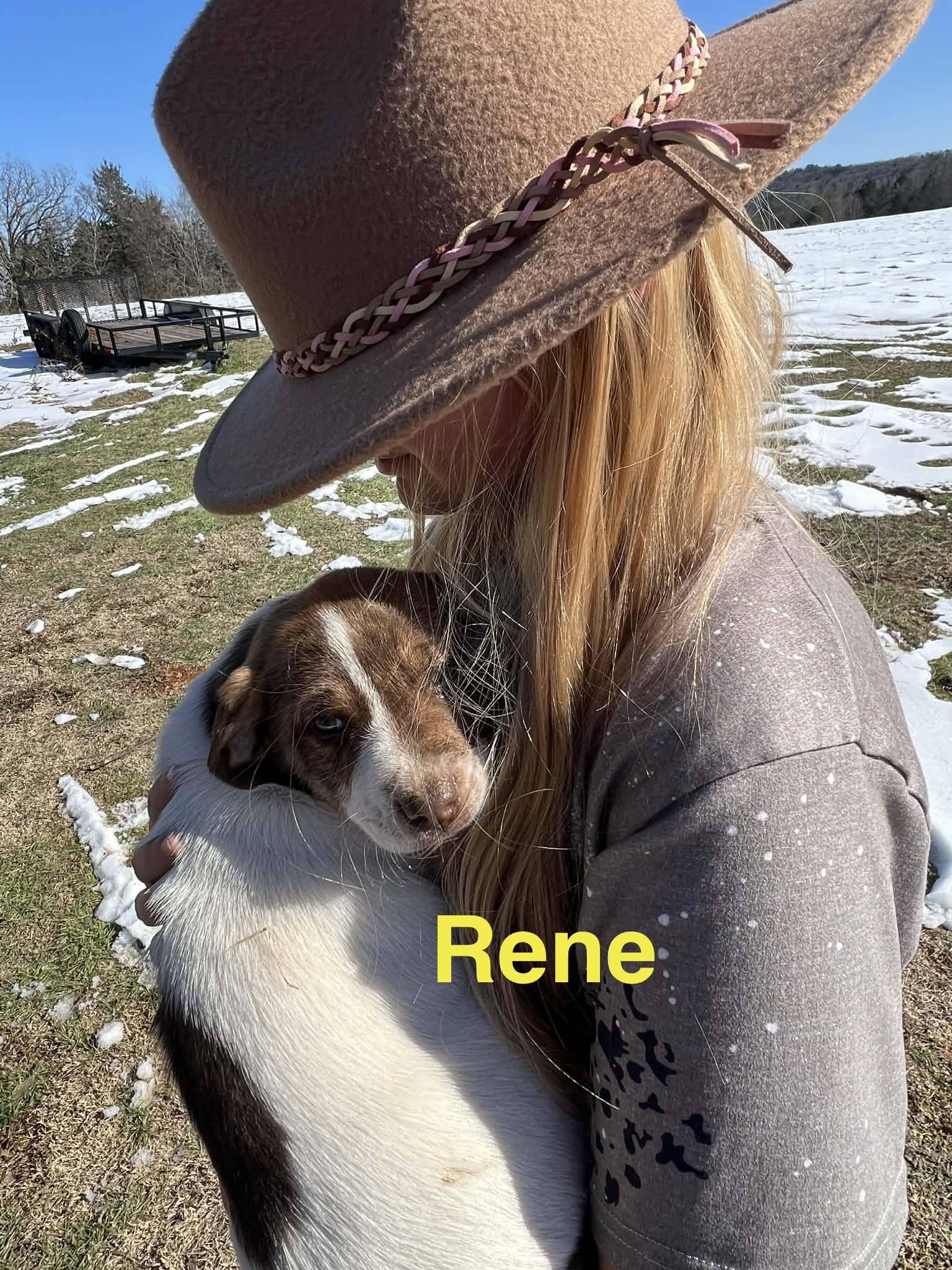 Enlarge Rene , a ADOPTABLE mixed breed in Whiting, NJ image 2/2