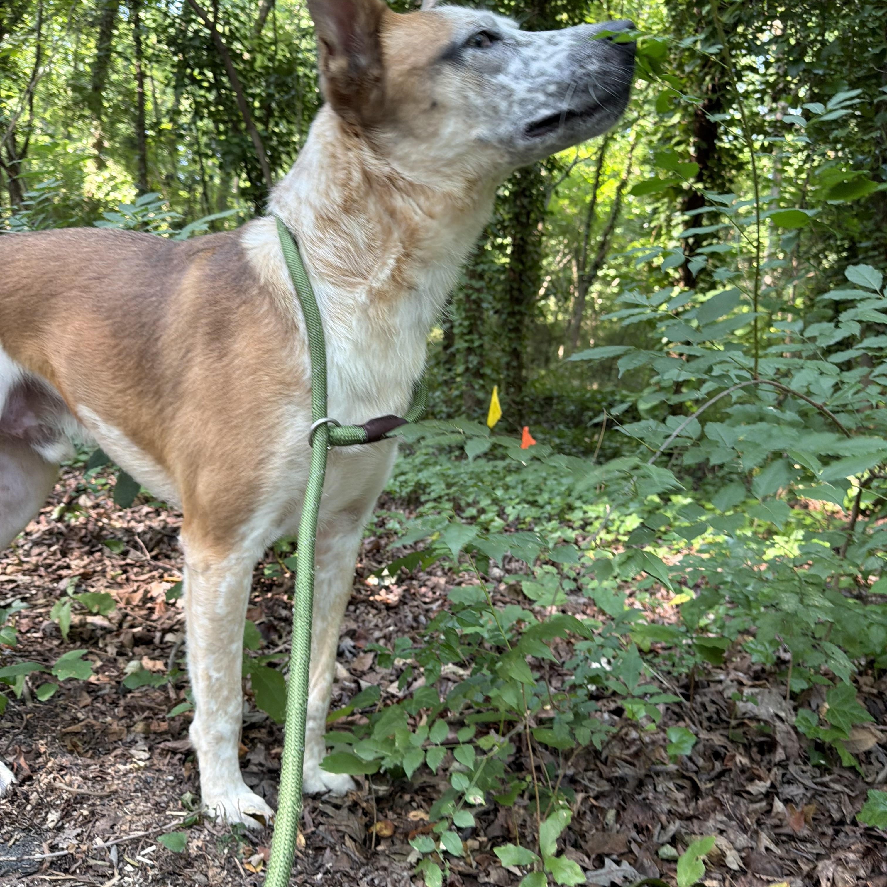 Nemo, a ADOPTABLE mixed breed in Charlotte, NC image 6/6
