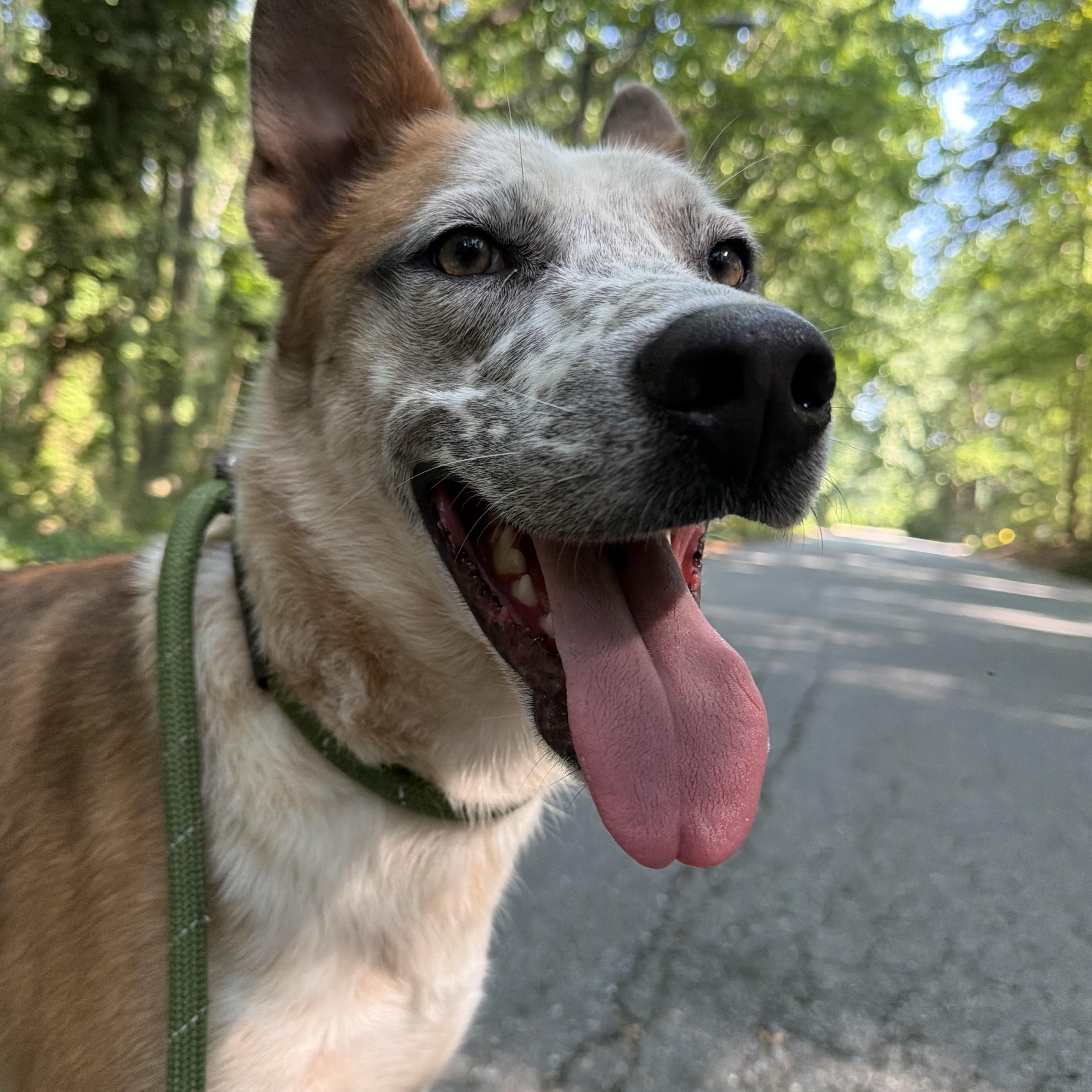 Nemo, a ADOPTABLE mixed breed in Charlotte, NC image 4/6