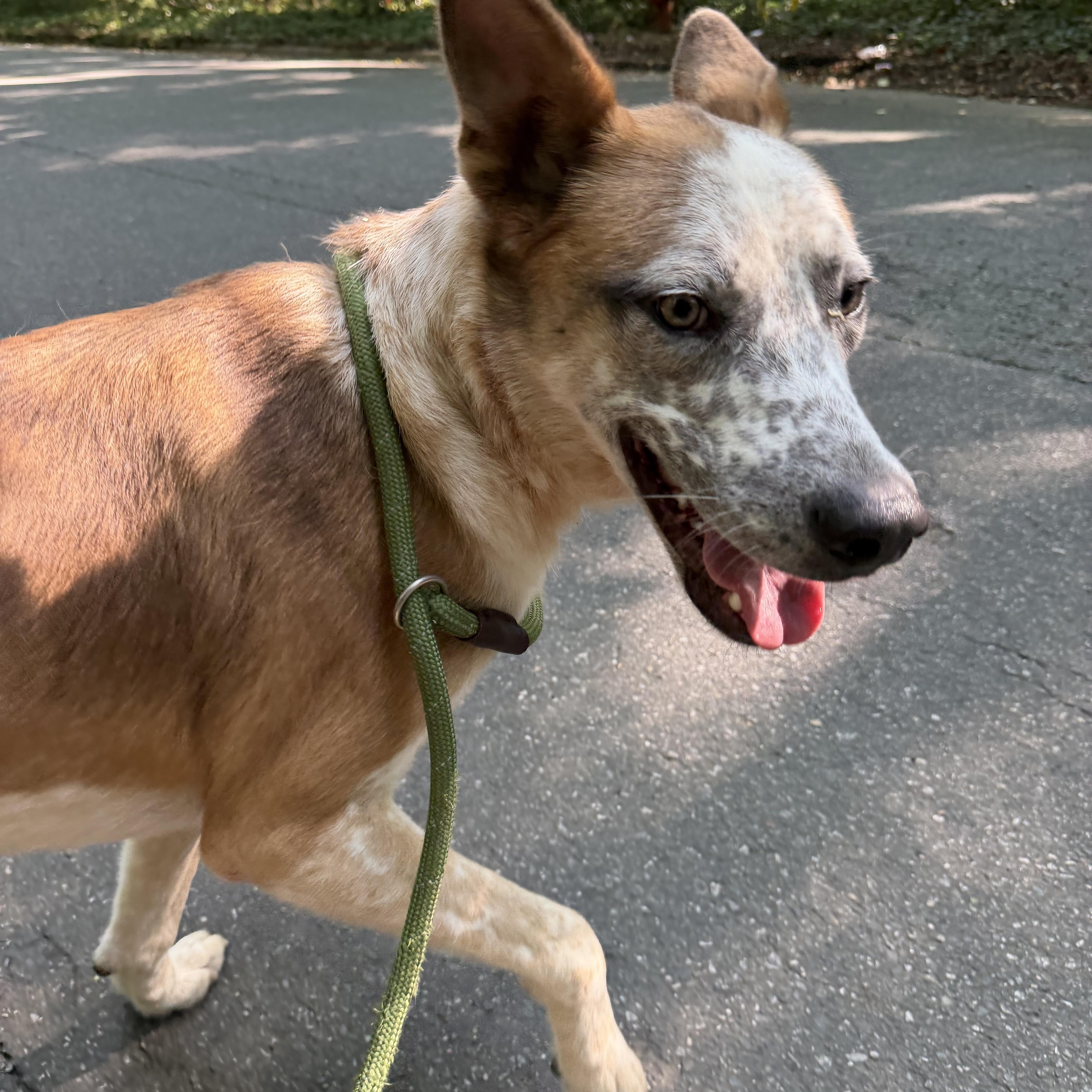 Nemo, a ADOPTABLE mixed breed in Charlotte, NC image 5/6