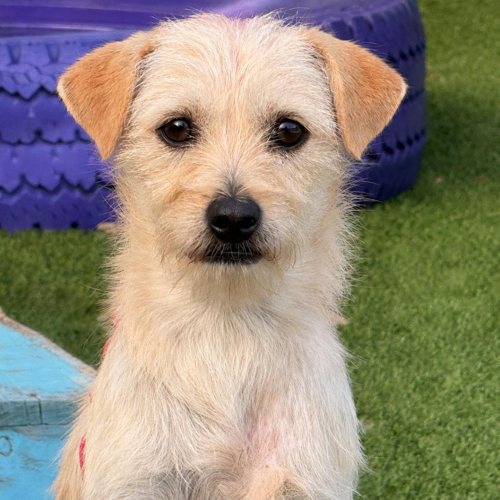 Enlarge Tanner, a Adoptable mixed breed in San Antonio, TX image 1/5