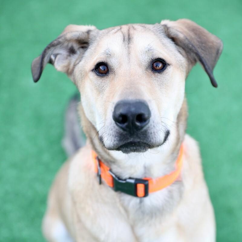 Ozzy Pawsbourne, Adoptable, Adult Male German Shepherd Dog & Mixed Breed.