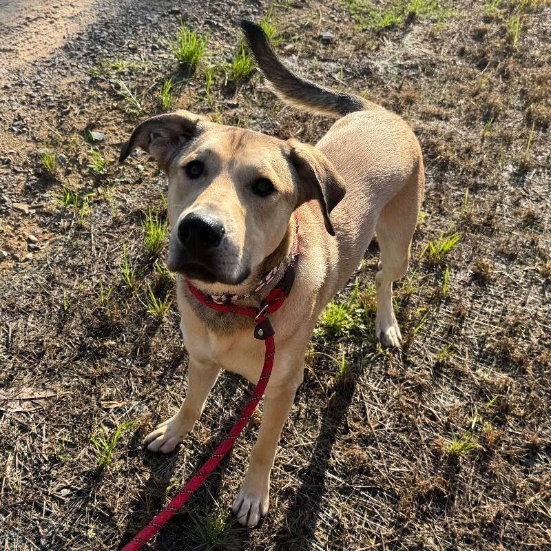Enlarge Ozzy Pawsbourne, a Adoptable mixed breed in Roanoke, VA image 1/2