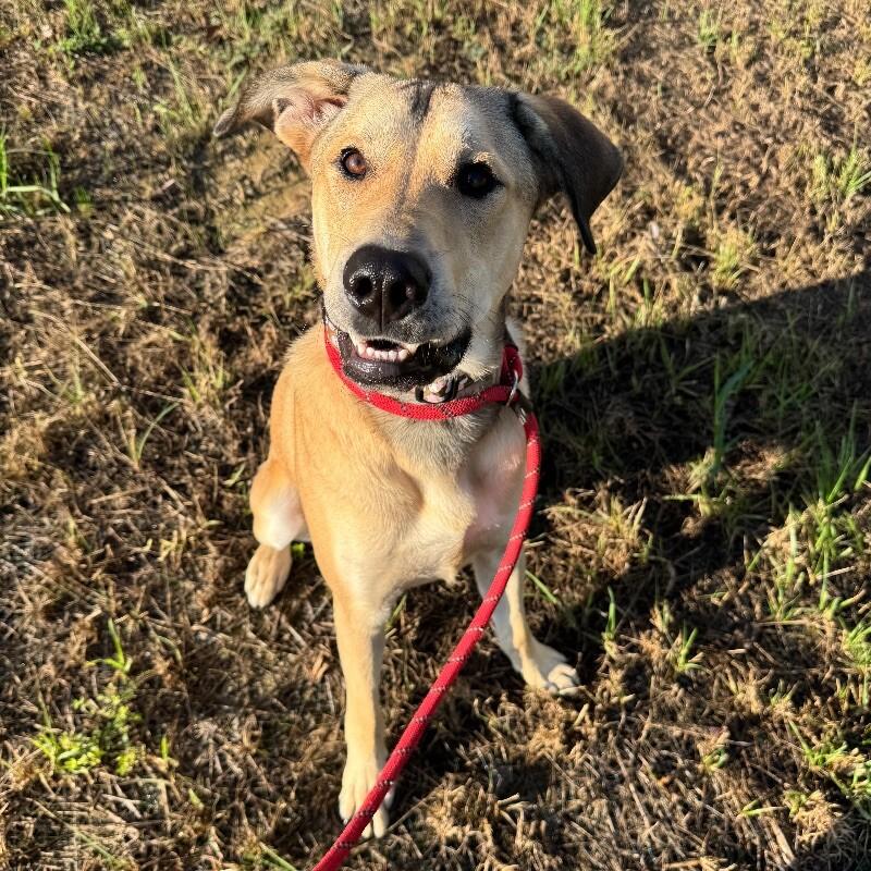 Enlarge Ozzy Pawsbourne, a Adoptable mixed breed in Roanoke, VA image 2/2