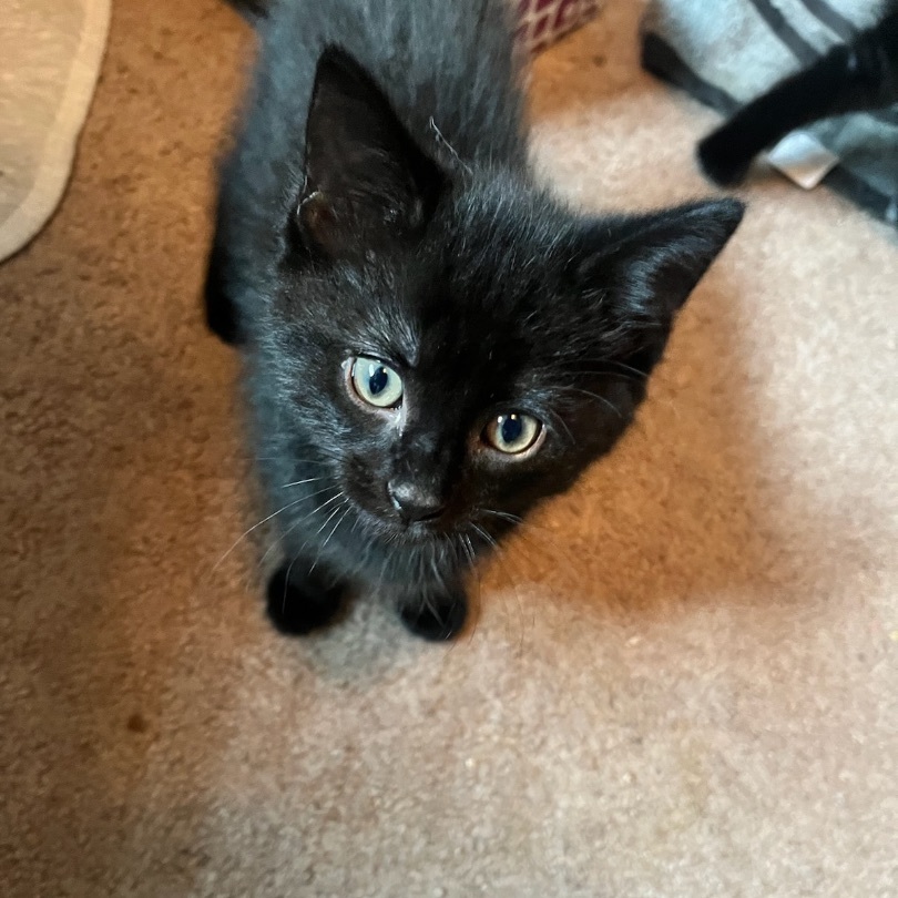 Shadow, Adopted, Kitten Female Domestic Short Hair.