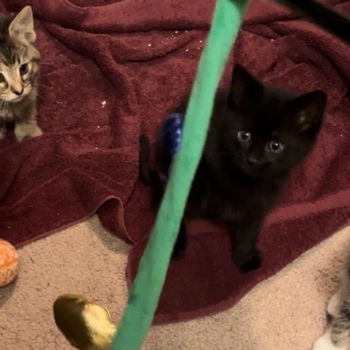 Shadow, a Adopted Domestic Short Hair in Livonia, MI image 2/4