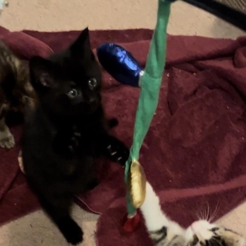 Shadow, a Adopted Domestic Short Hair in Livonia, MI image 3/4