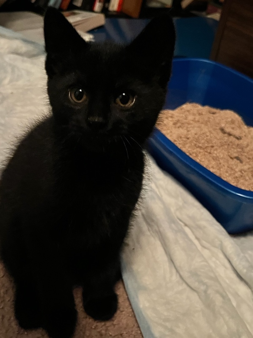 Shadow, a Adopted Domestic Short Hair in Livonia, MI image 4/4