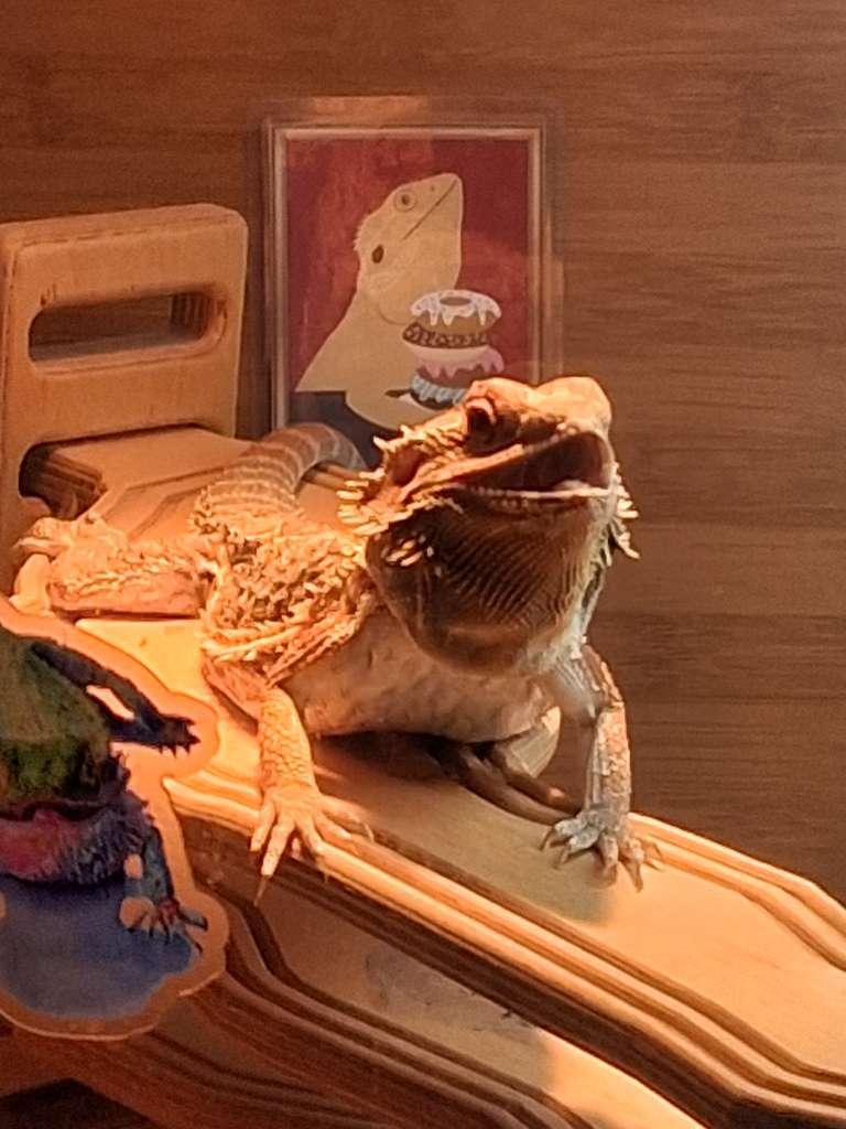 Enlarge Cheddar, an adopted Bearded Dragon in Sacramento, CA image 2/3