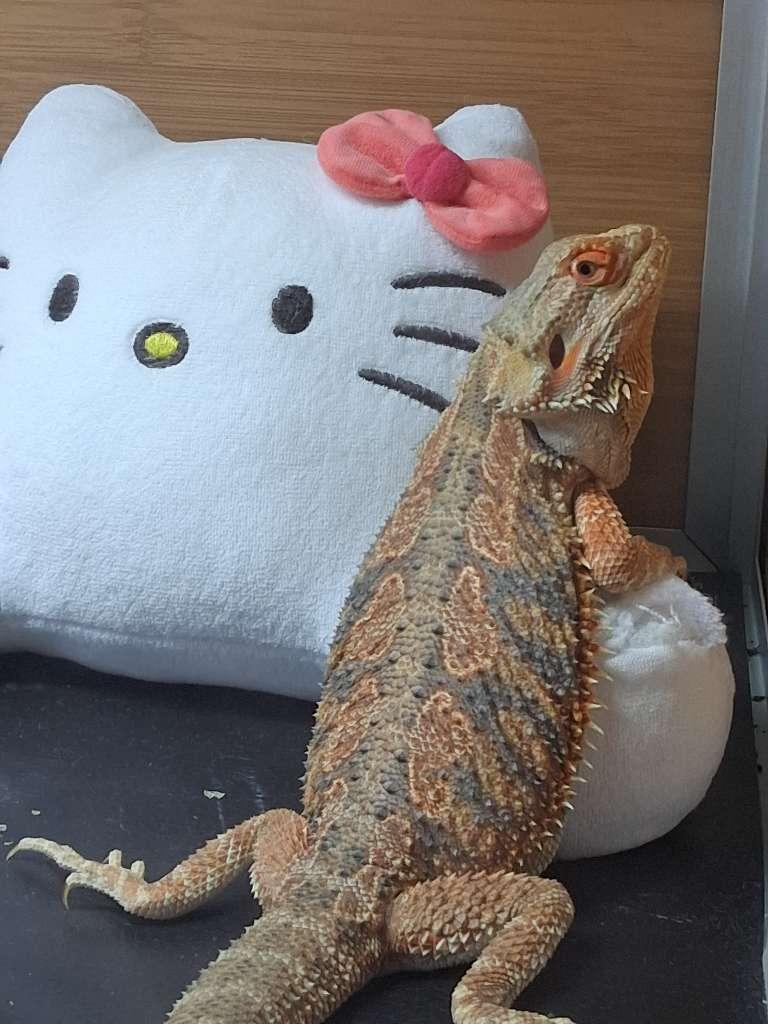 Enlarge Cheddar, an adopted Bearded Dragon in Sacramento, CA image 1/3